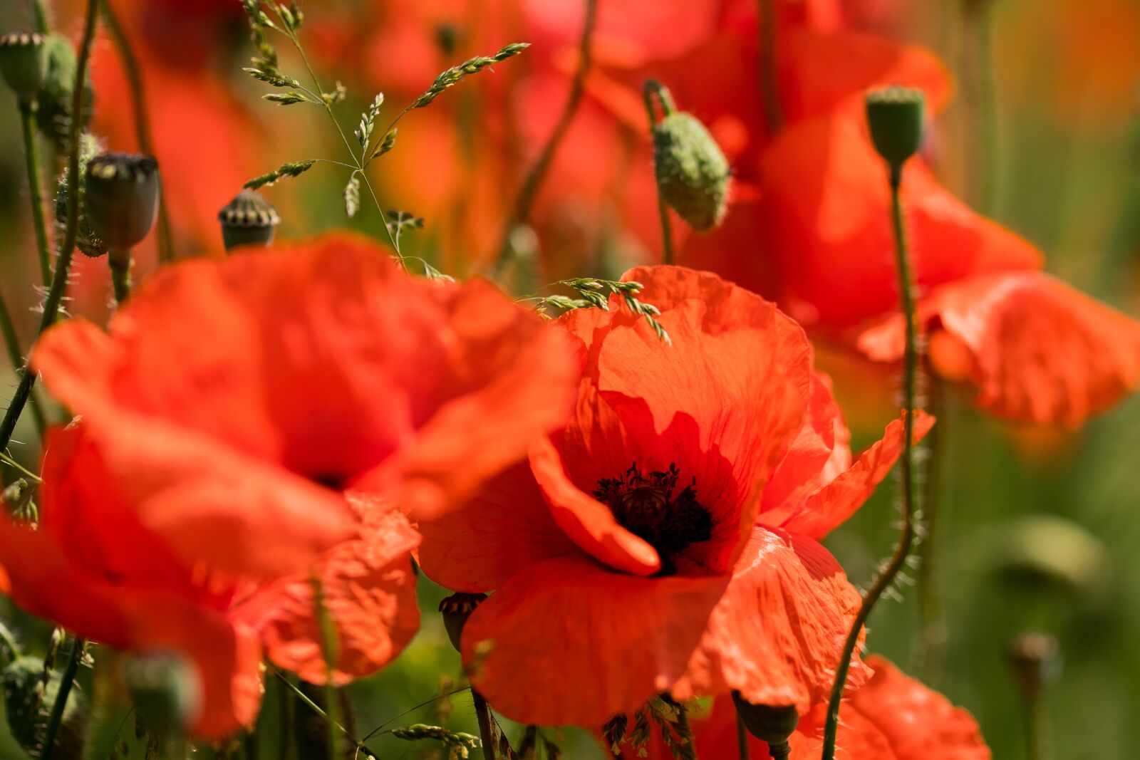 Tamron SP 90mm F2.8 Di VC USD 1:1 Macro (F004) sample photo. Red, poppy, nature photography