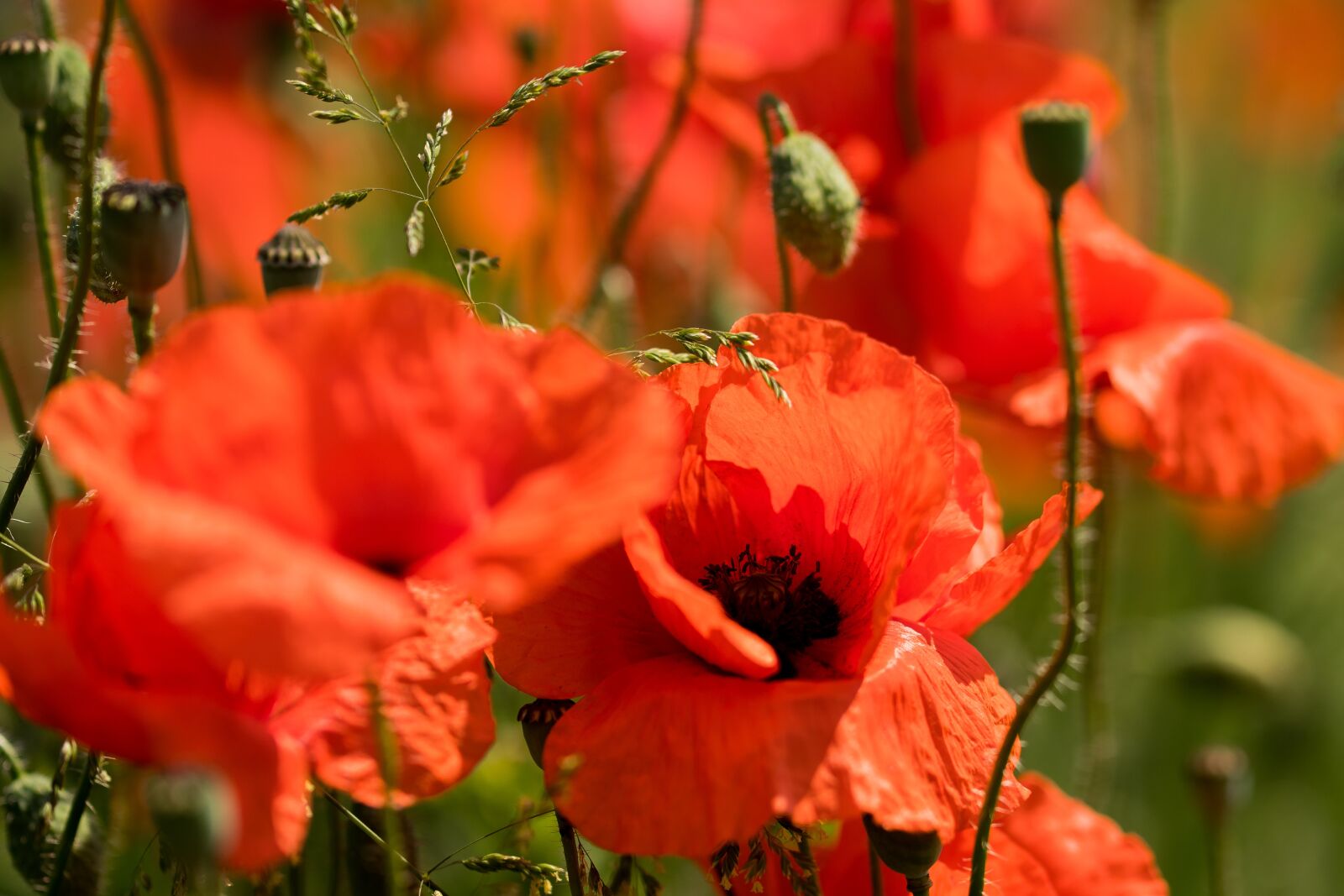 Nikon D500 sample photo. Red, poppy, nature photography