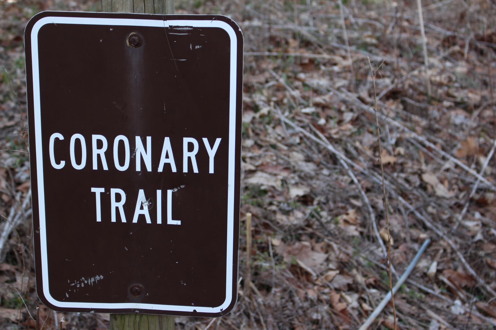 Canon EOS 700D (EOS Rebel T5i / EOS Kiss X7i) sample photo. Coronary, trail, duff, park photography