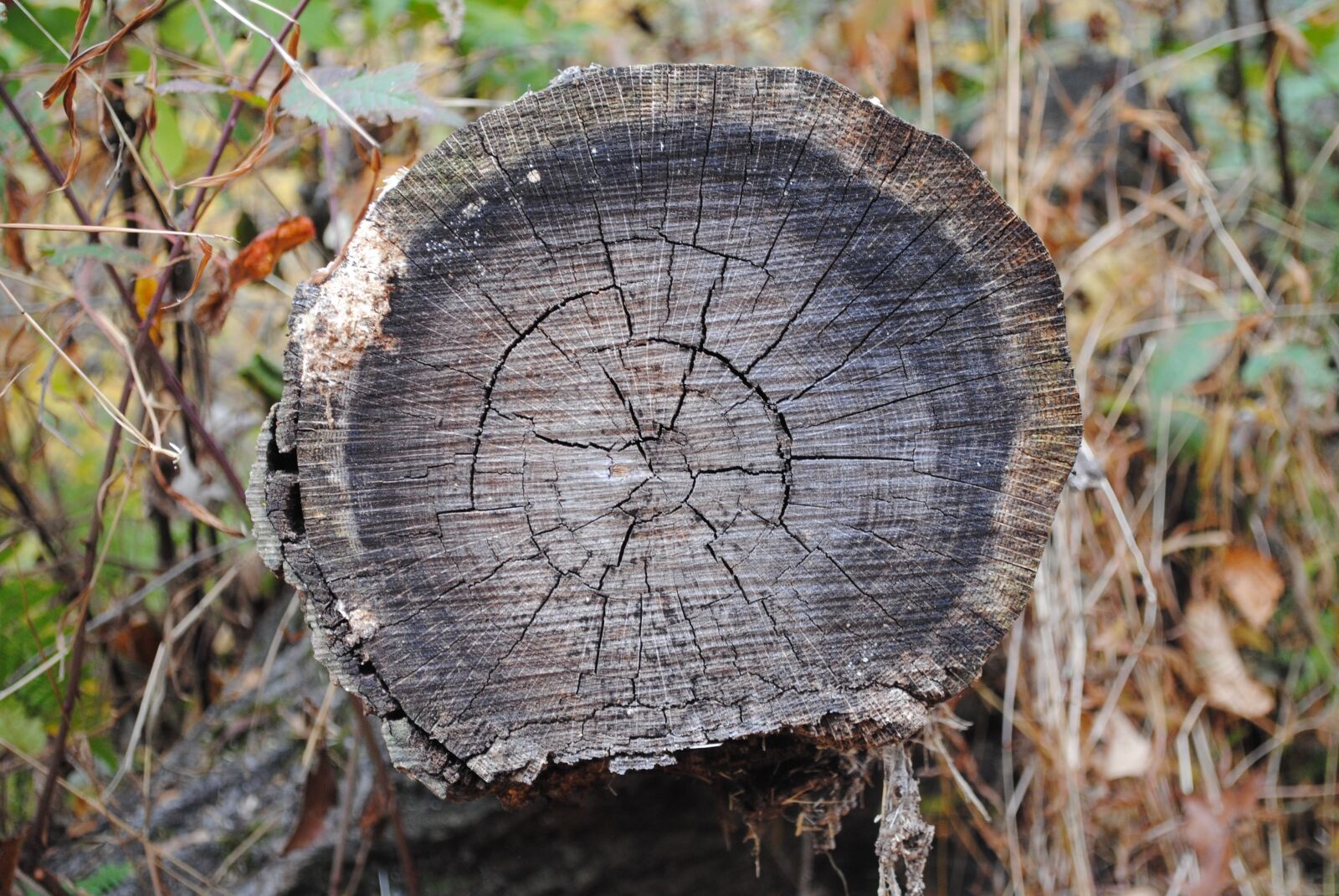 Nikon D3000 sample photo. Tree, trunk, nature photography