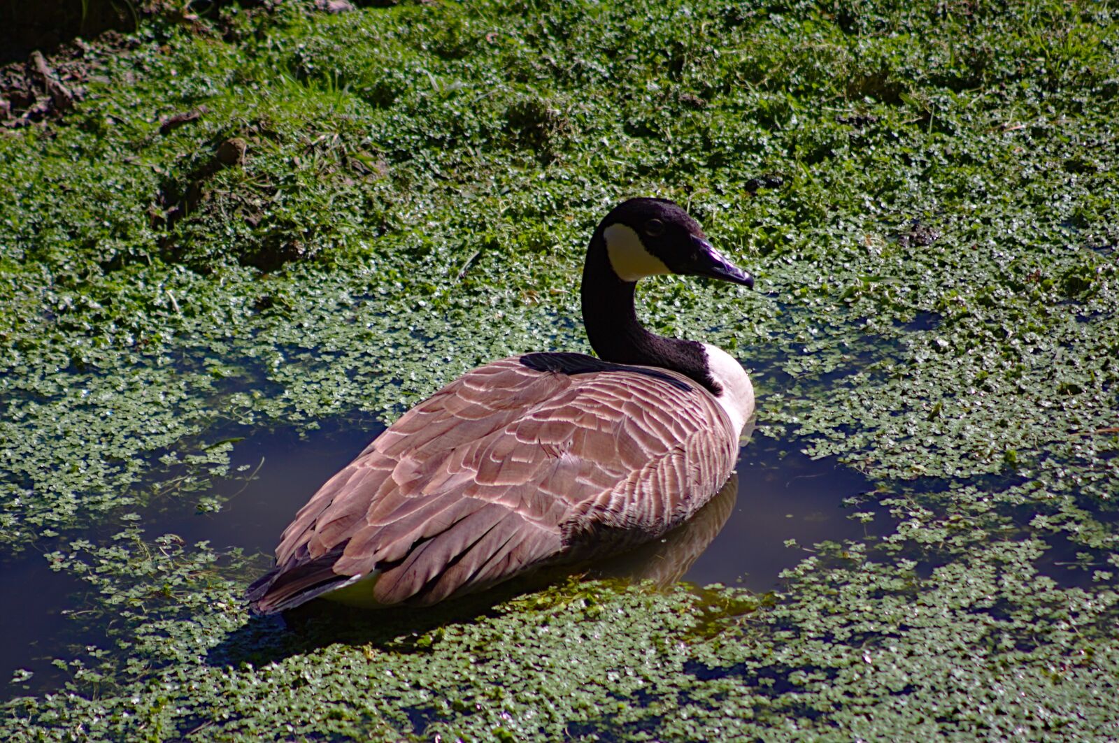 Canon EOS 50D sample photo. Goose, canada goose, branta photography