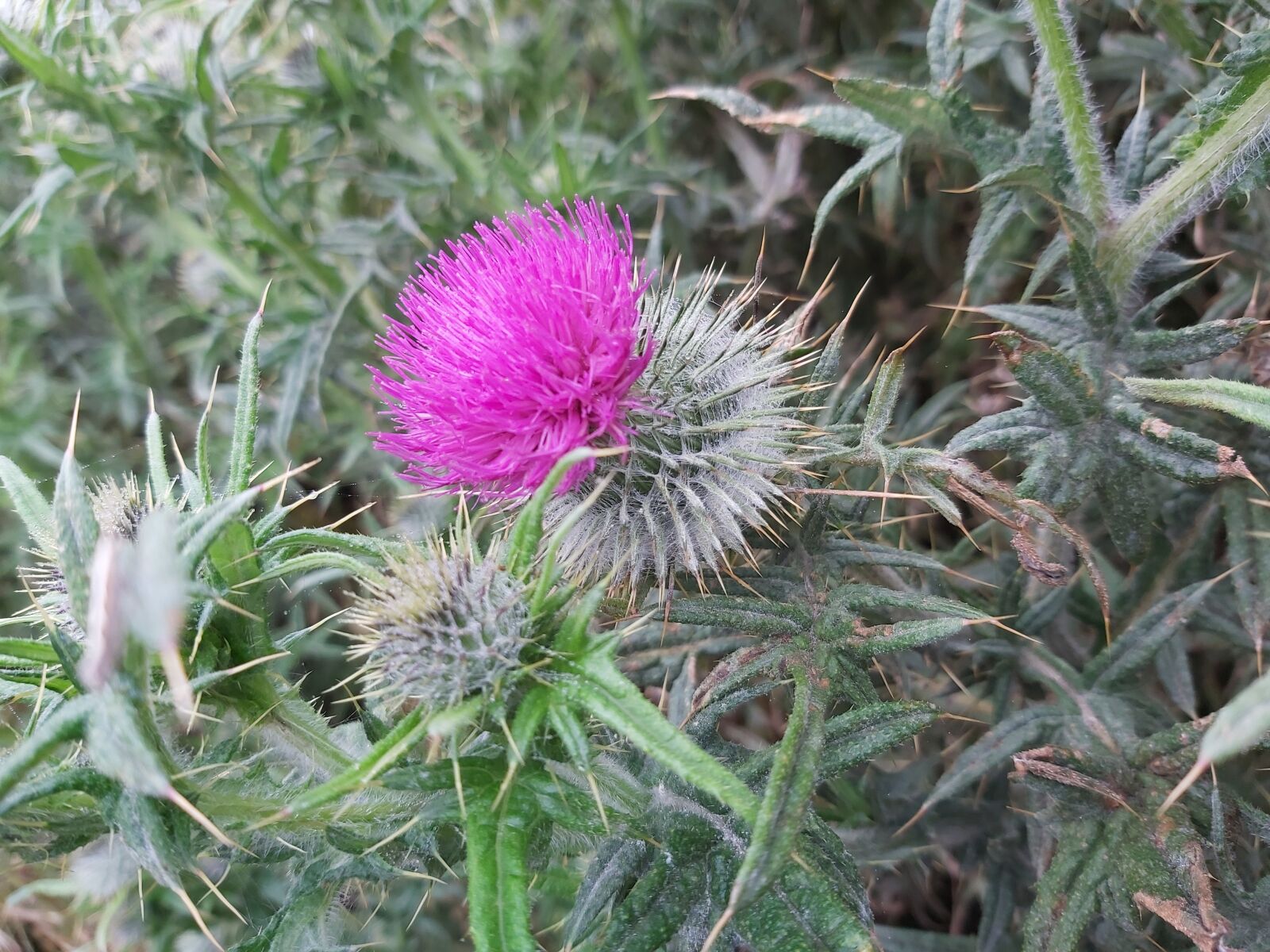 Samsung Galaxy A70 sample photo. Thistle, scottish flower, scottish photography