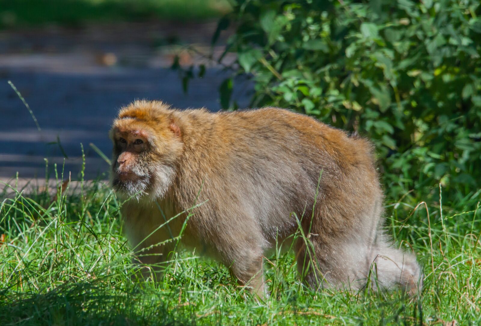 150-600mm F5-6.3 DG OS HSM | Contemporary 015 sample photo. Barbary macaque, mature barbary photography