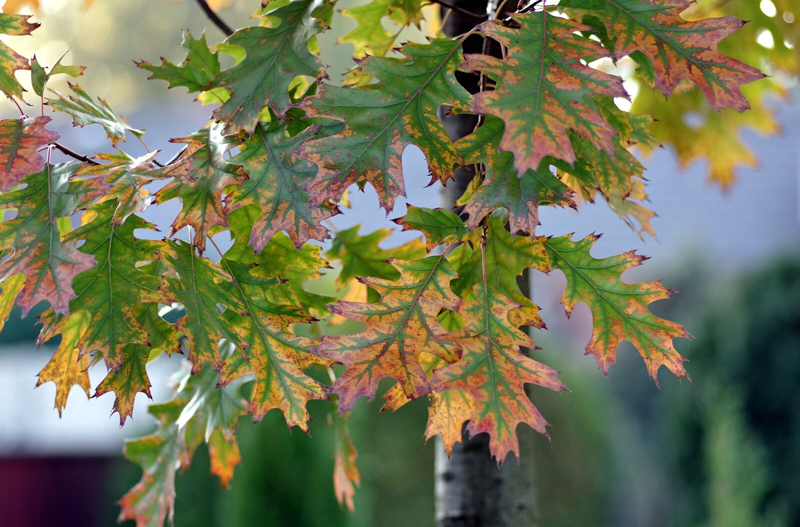 Pentax K-S2 sample photo. Foliage, oak, green photography