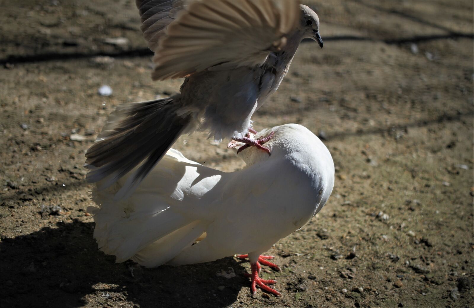 Canon EOS 7D sample photo. Pigeons, love dance, courtship photography