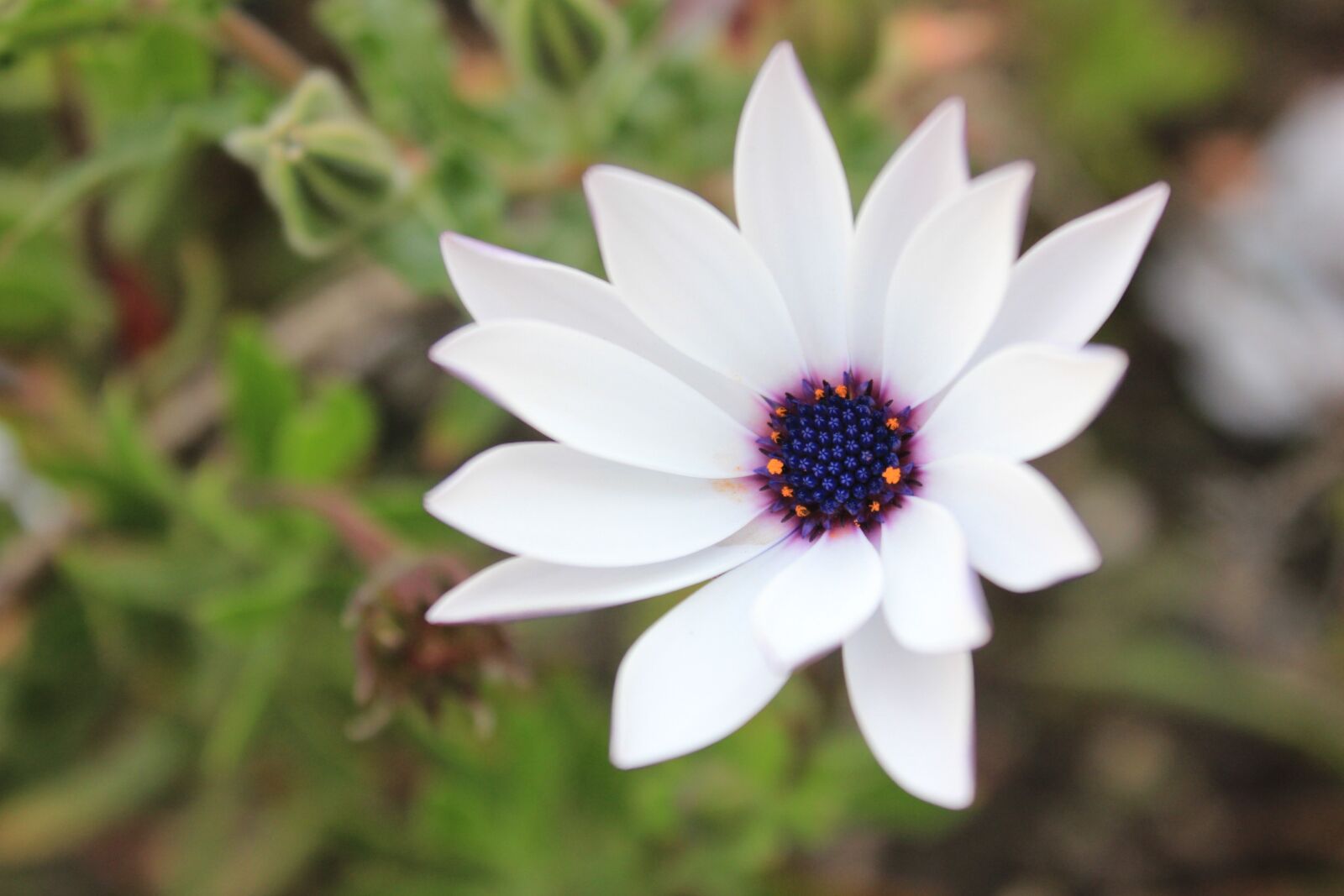 Canon EOS 600D (Rebel EOS T3i / EOS Kiss X5) sample photo. Flower, colombia, nature photography