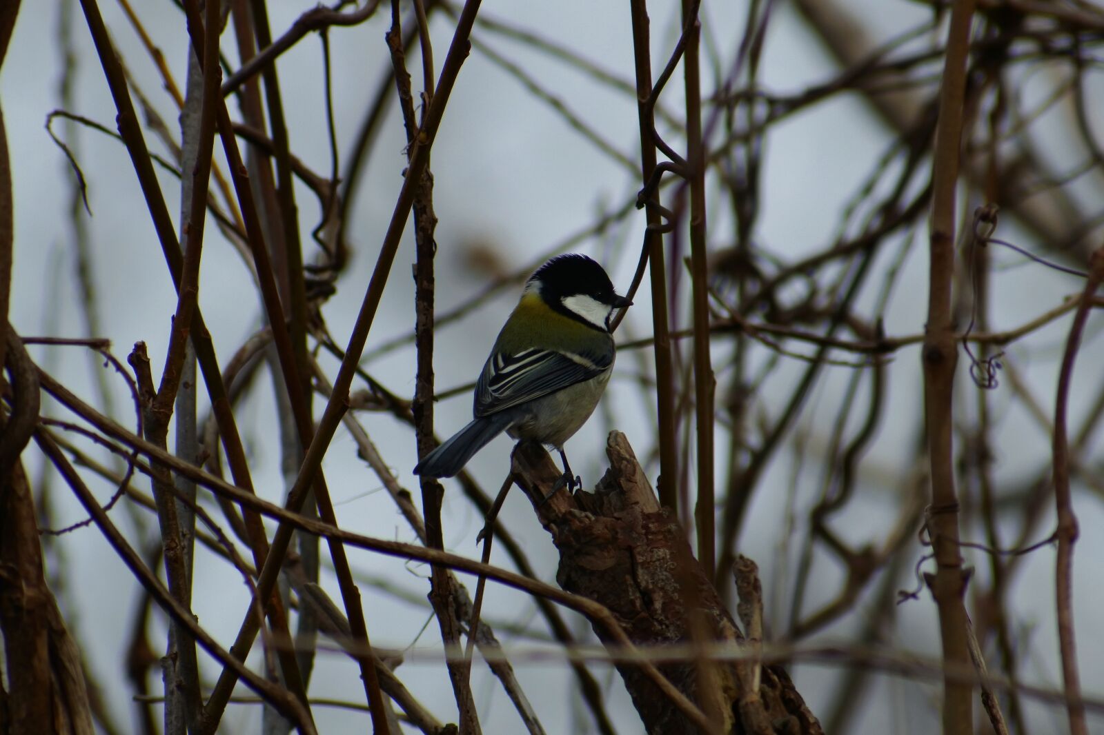 VR 70-300mm f/4.5-6.3G sample photo. Animal, forest, wood photography