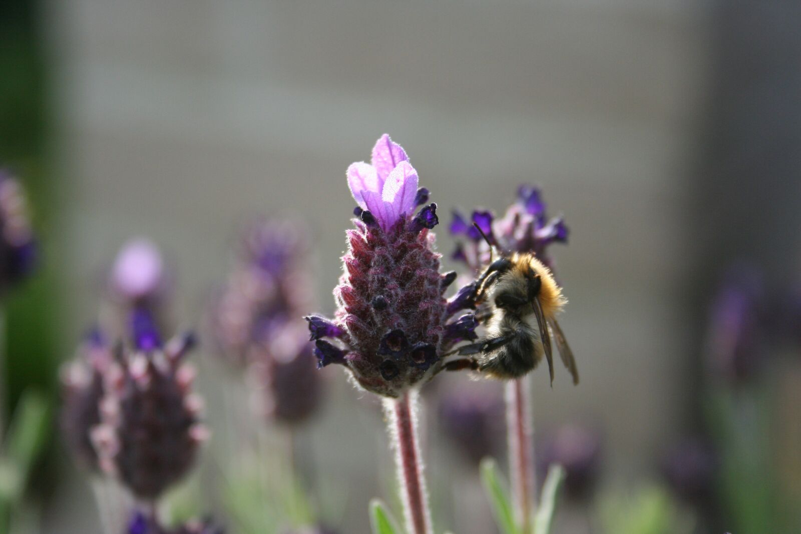 Canon EOS 350D (EOS Digital Rebel XT / EOS Kiss Digital N) sample photo. Bee, nature, lavender photography
