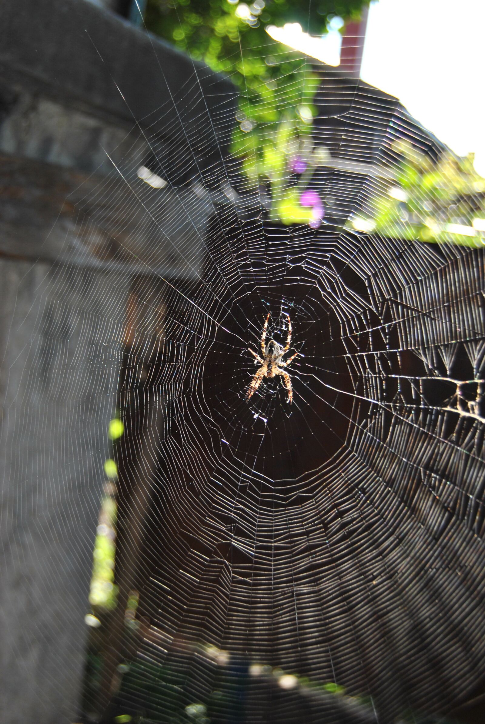 Nikon D3000 sample photo. Cobweb, spider, arachnid photography