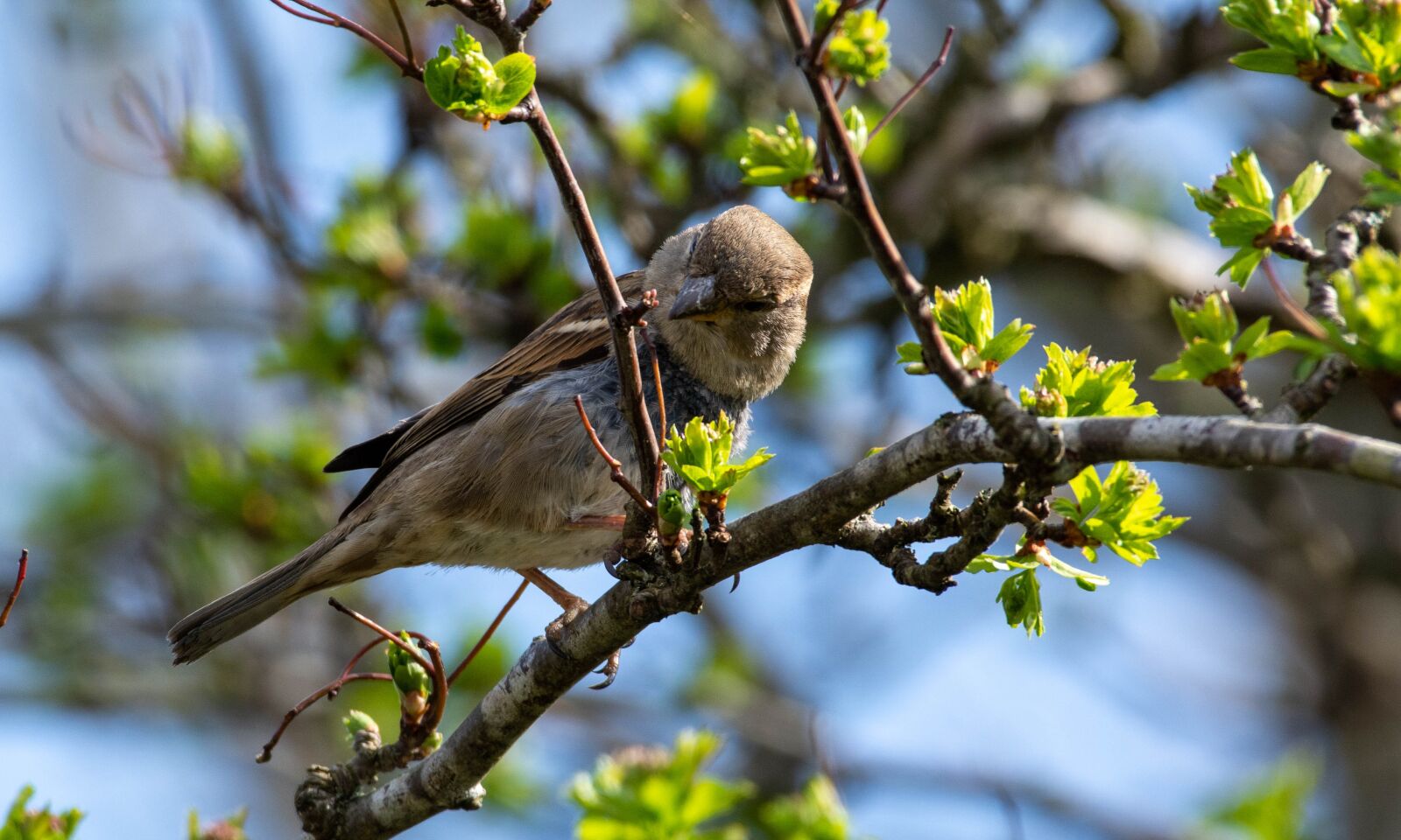 Nikon D7100 sample photo. Sparrow, bird, tree photography