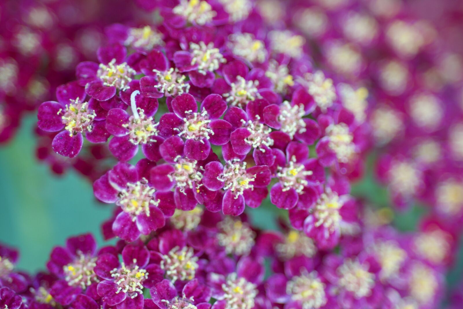 Nikon D600 sample photo. Flower, yarrow, bloom photography