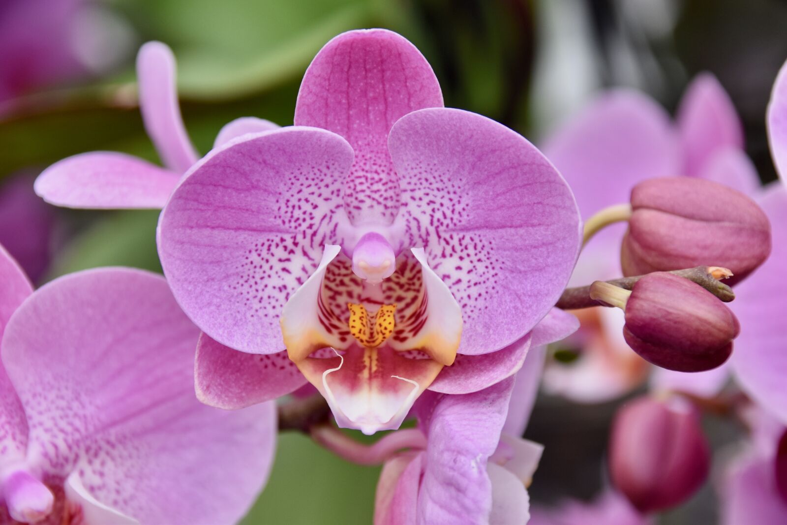 Nikon D5600 sample photo. Flower, orchid, pink flower photography