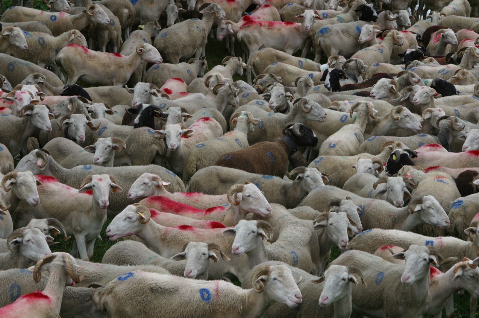 Canon EOS D60 sample photo. Herd, sheep, sheep-herding photography