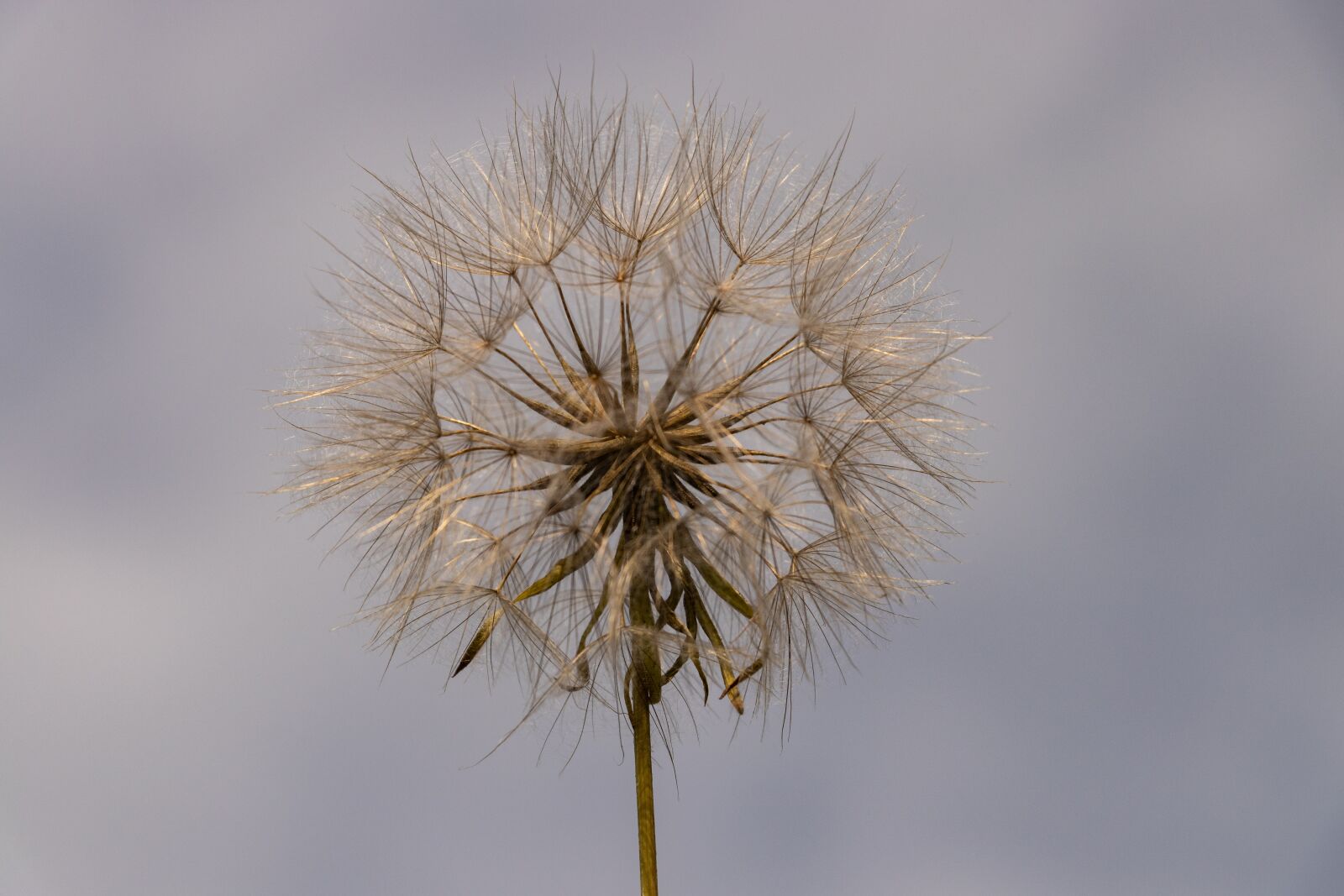 Canon EF-S 18-135mm F3.5-5.6 IS USM sample photo. Large dandelion, plant, furry photography