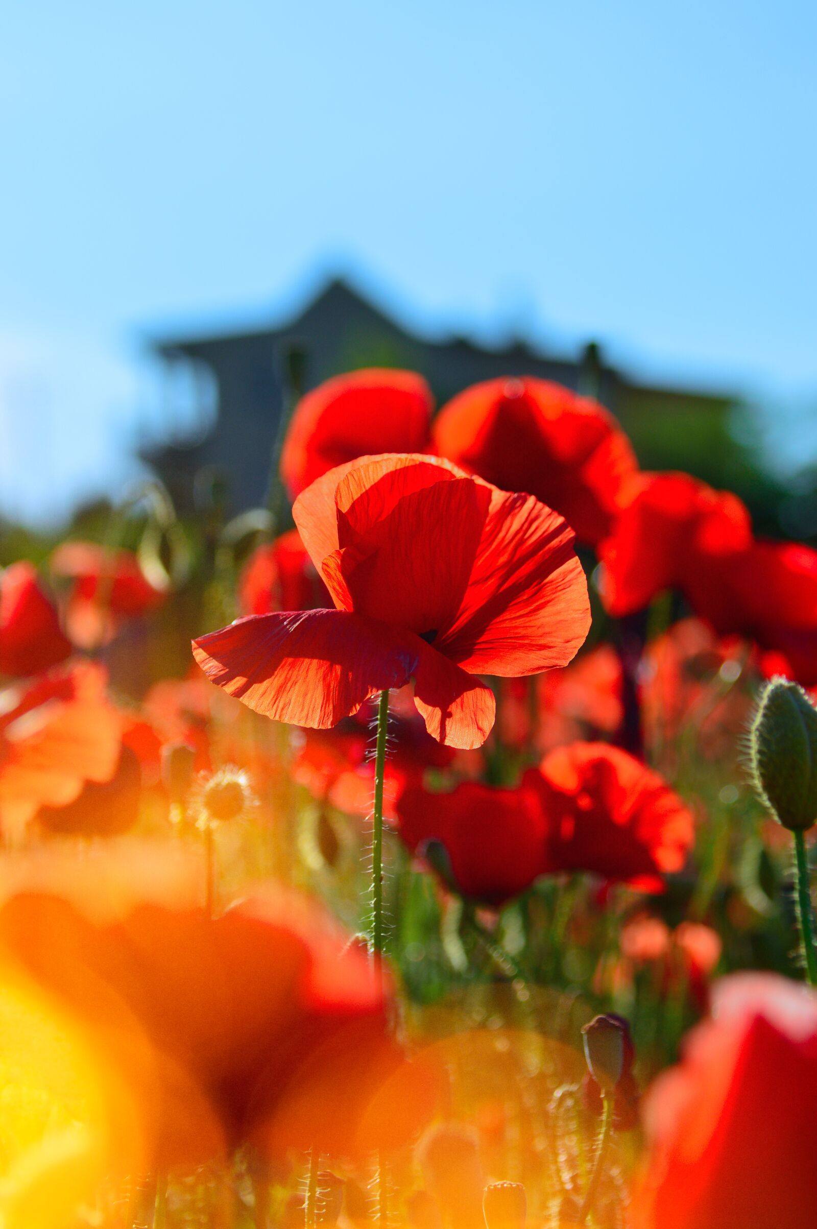 Nikon D3200 sample photo. Red, red poppy, poppy photography