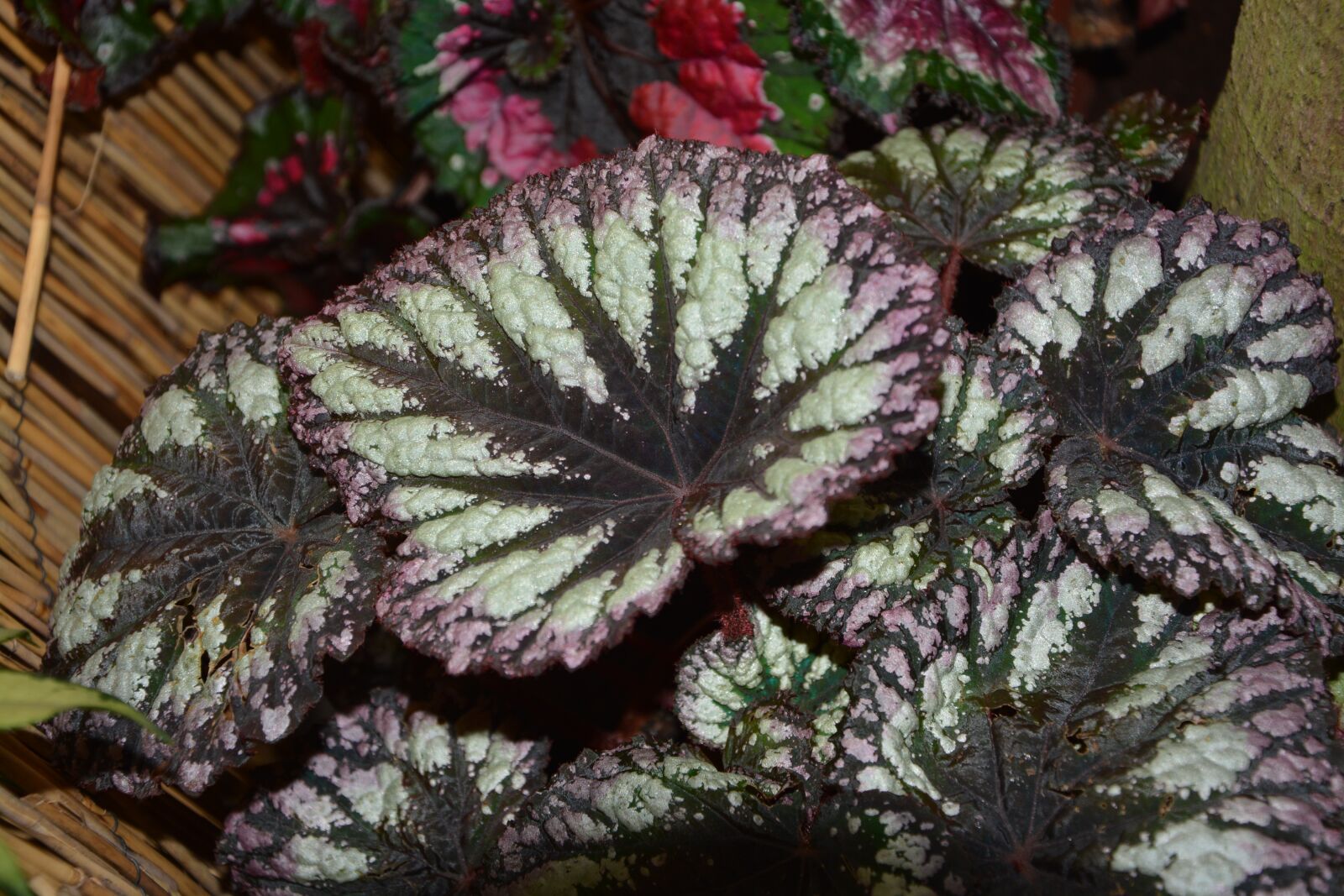 Nikon D5200 sample photo. Sheet plant, green plant photography