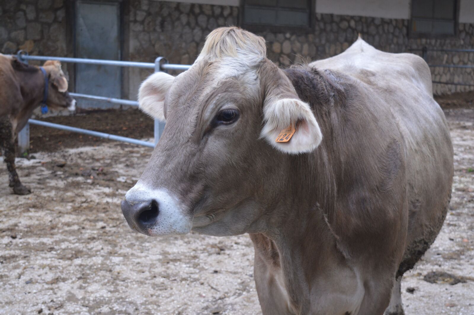 Nikon D3200 sample photo. Cow, farm, brown photography