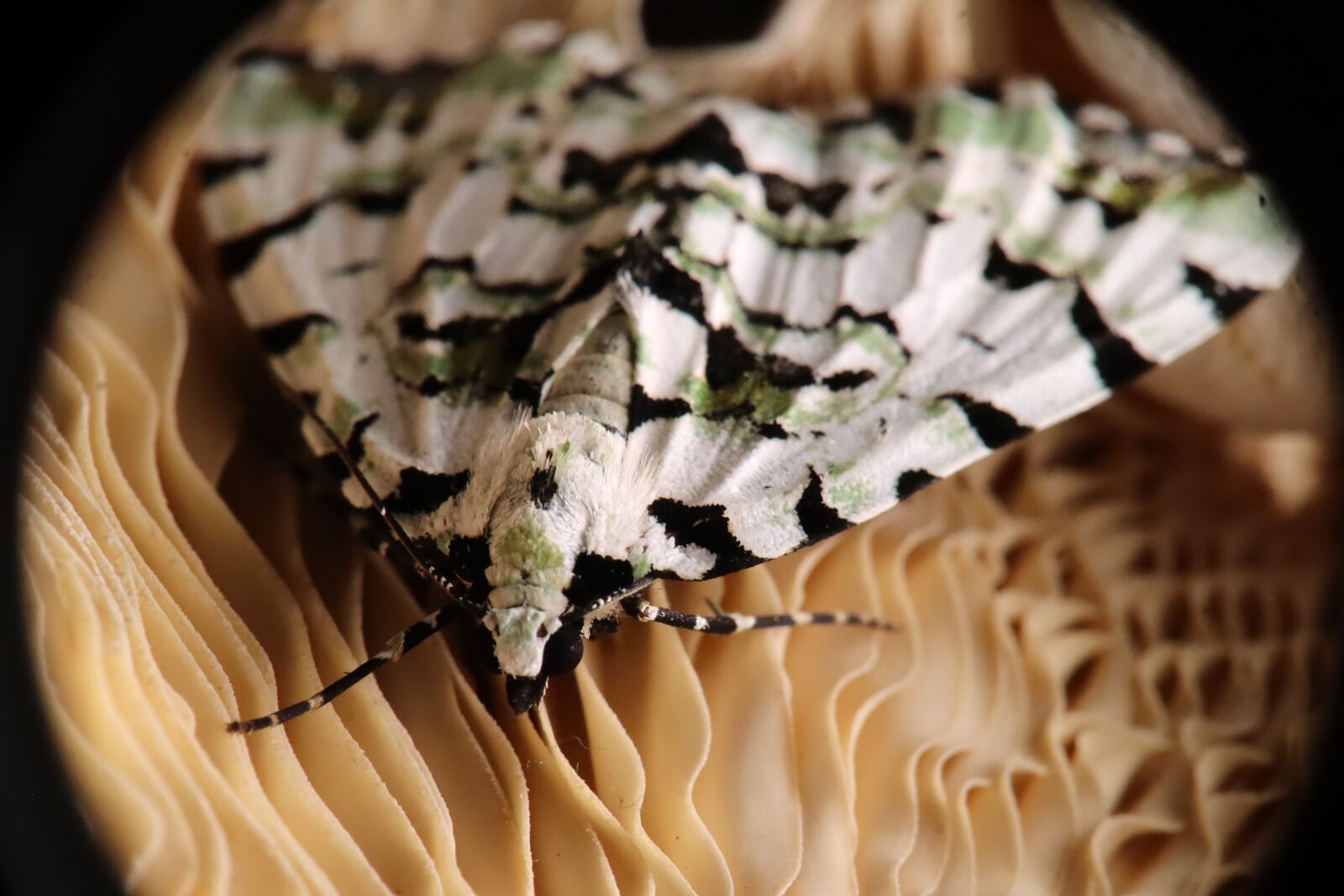 Canon EOS M50 (EOS Kiss M) sample photo. Moth, lepid ptera, heter photography