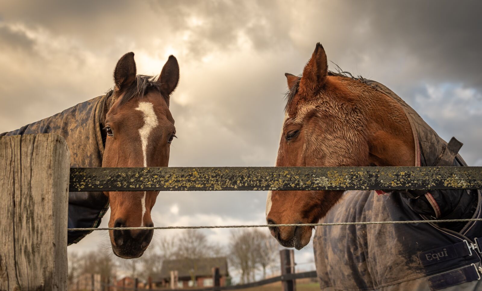 Nikon D750 sample photo. Paddock, horse head, horse photography