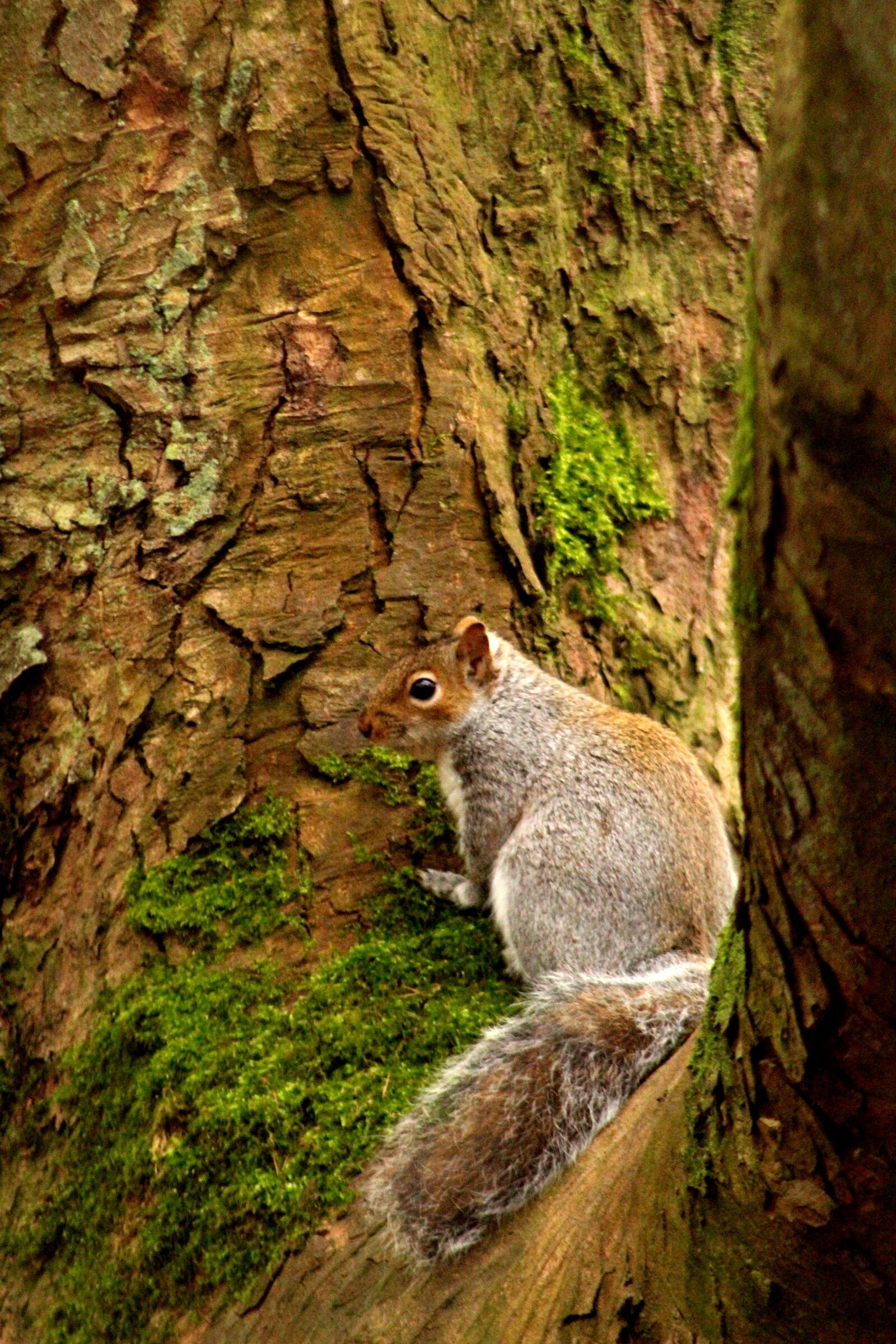 Canon EOS 4000D (EOS Rebel T100 / EOS 3000D) sample photo. Squirrel, tree, nature photography