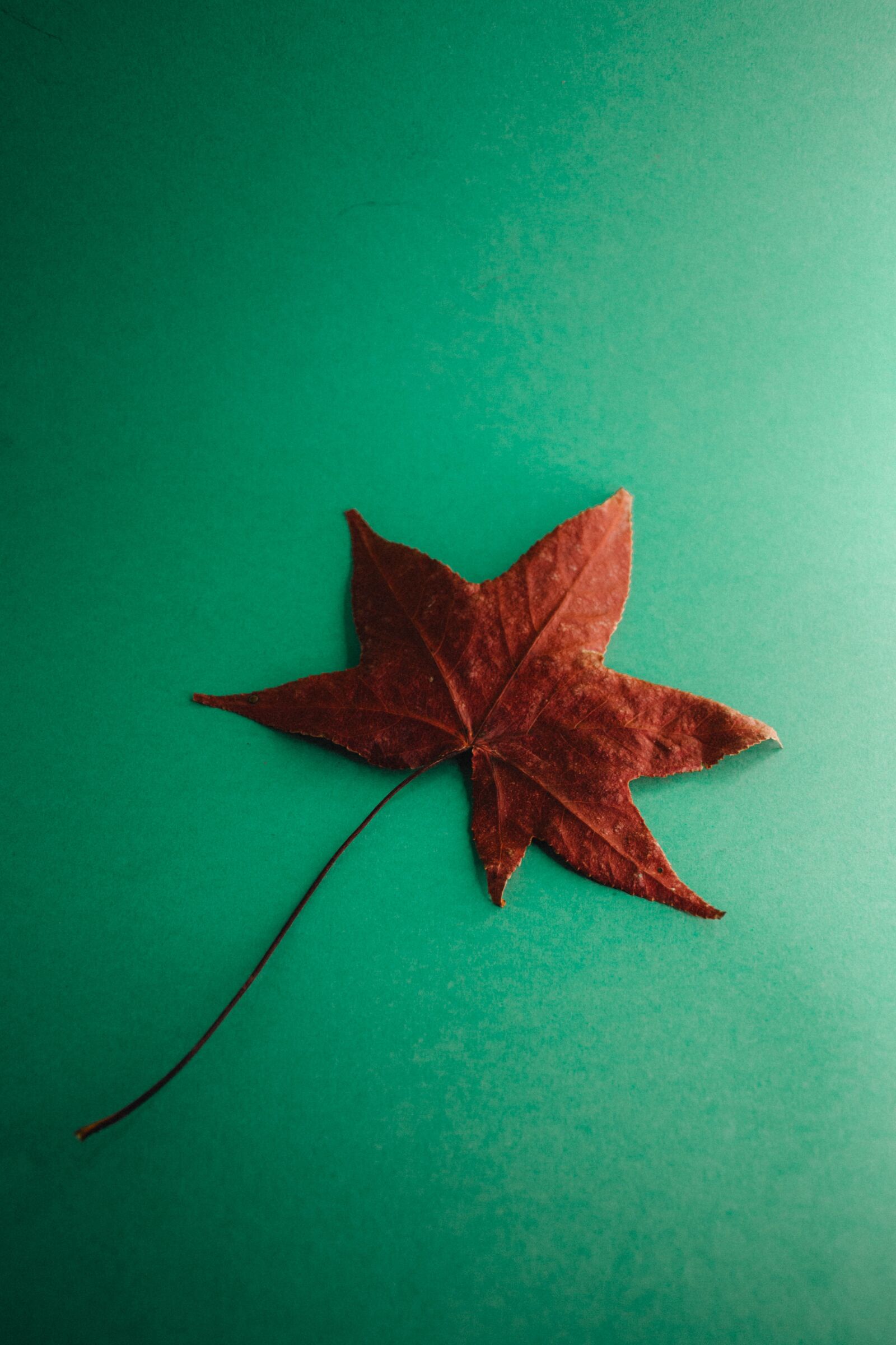 Nikon D7200 sample photo. Leaf, autumn, colorful photography