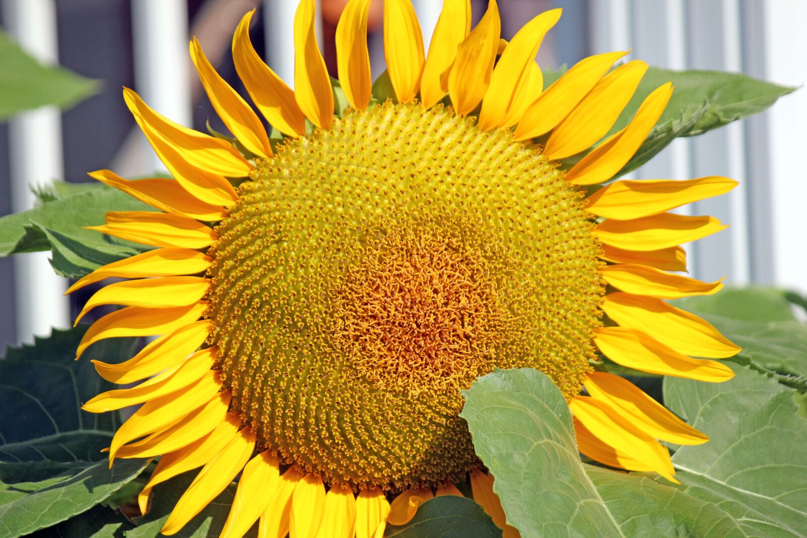 Canon EOS 550D (EOS Rebel T2i / EOS Kiss X4) sample photo. Sunflower, plant, bloom photography