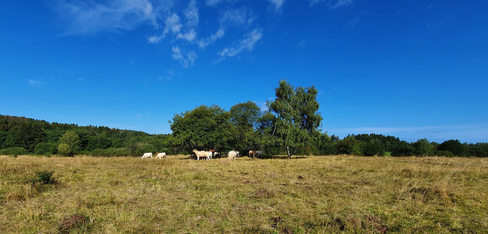 Samsung Galaxy S10+ sample photo. Cows, community, flock photography