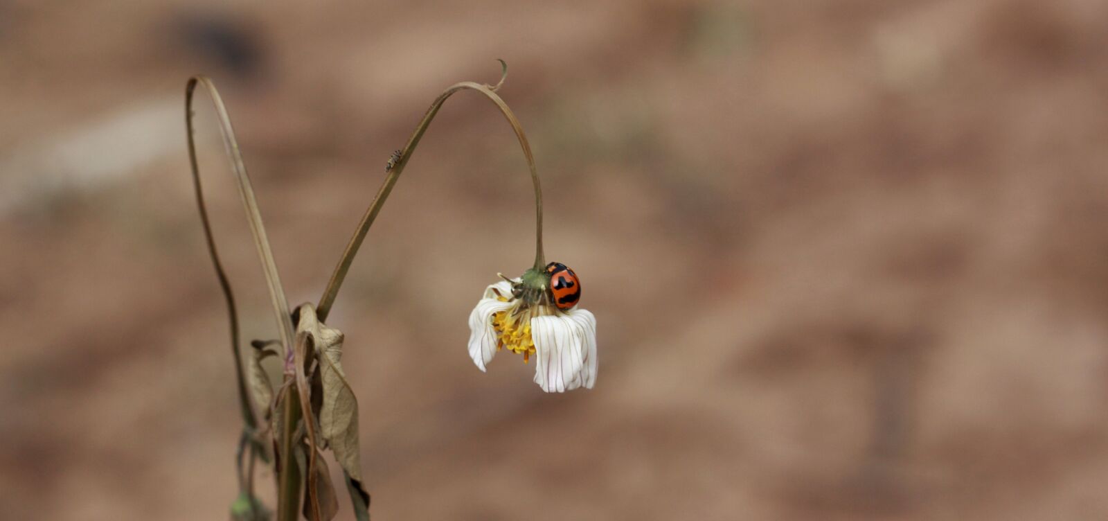 Canon EOS 50D sample photo. Life, grow, nature photography