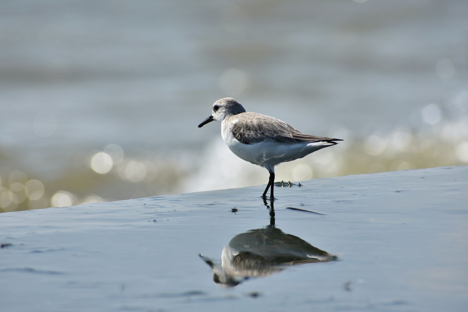 Nikon D7200 sample photo. Animal, sea, beach photography