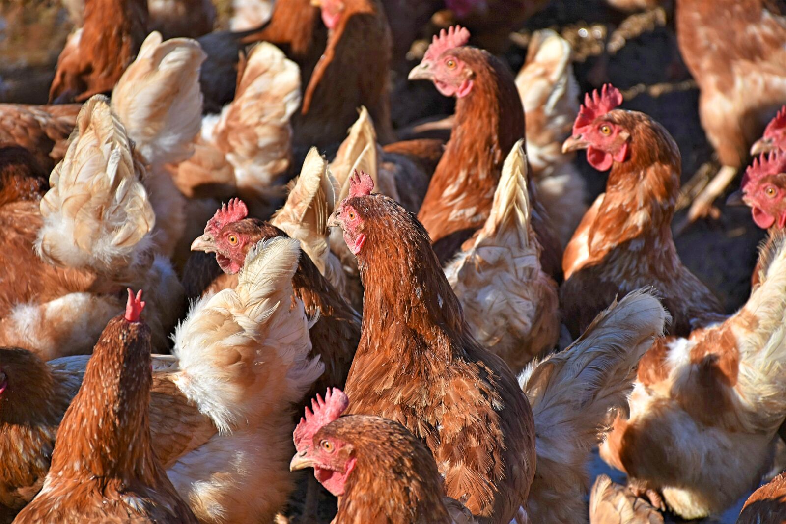 Nikon D7200 sample photo. Chickens, chickens droves, poultry photography
