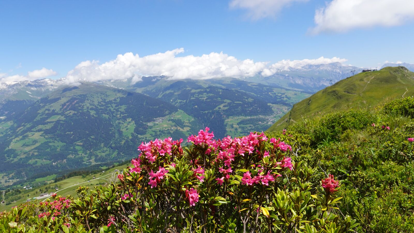 Sony DSC-RX100M7 sample photo. Mountain landscape, alpine roses photography