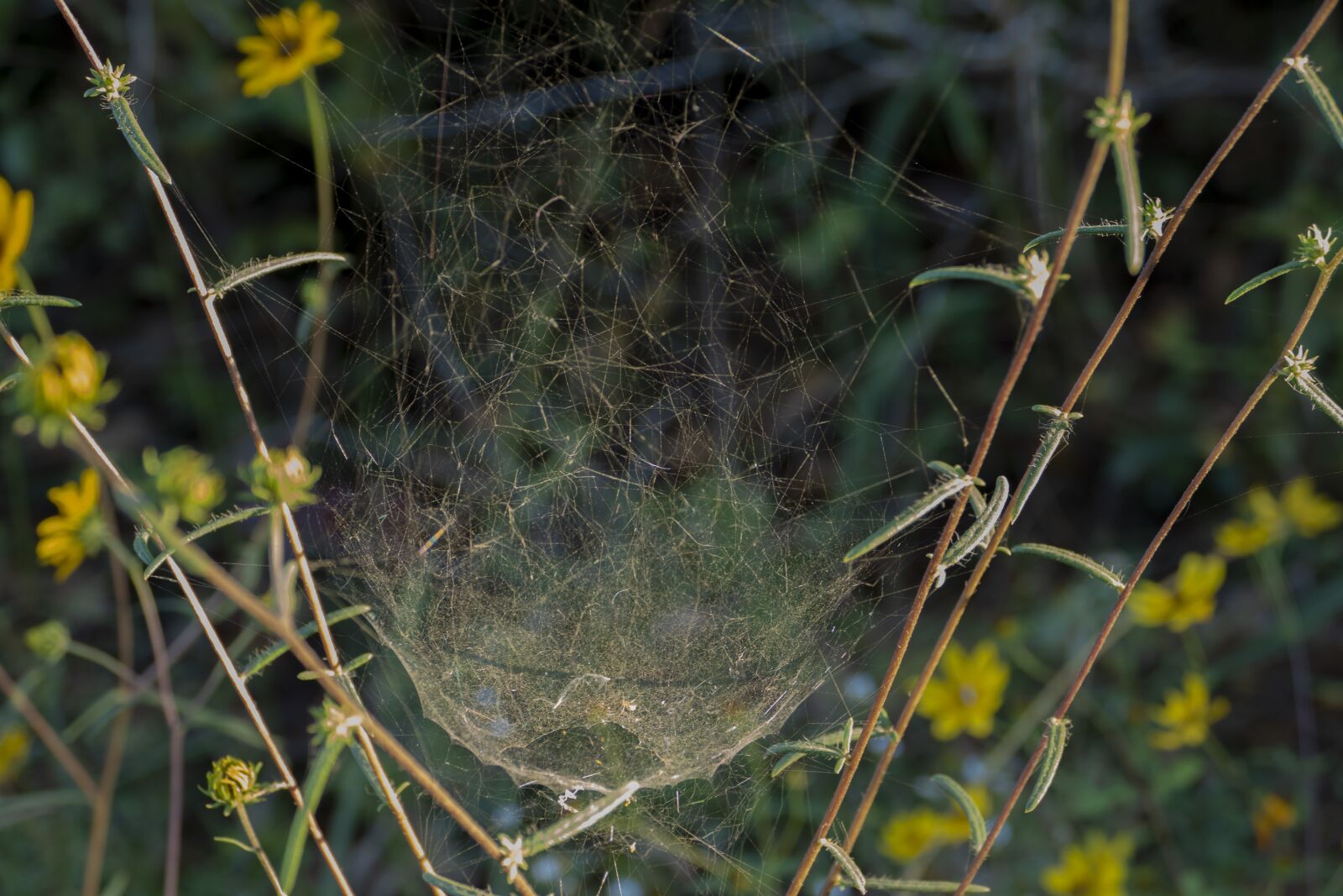 Panasonic Lumix DMC-FZ1000 sample photo. Web, spider, nature photography