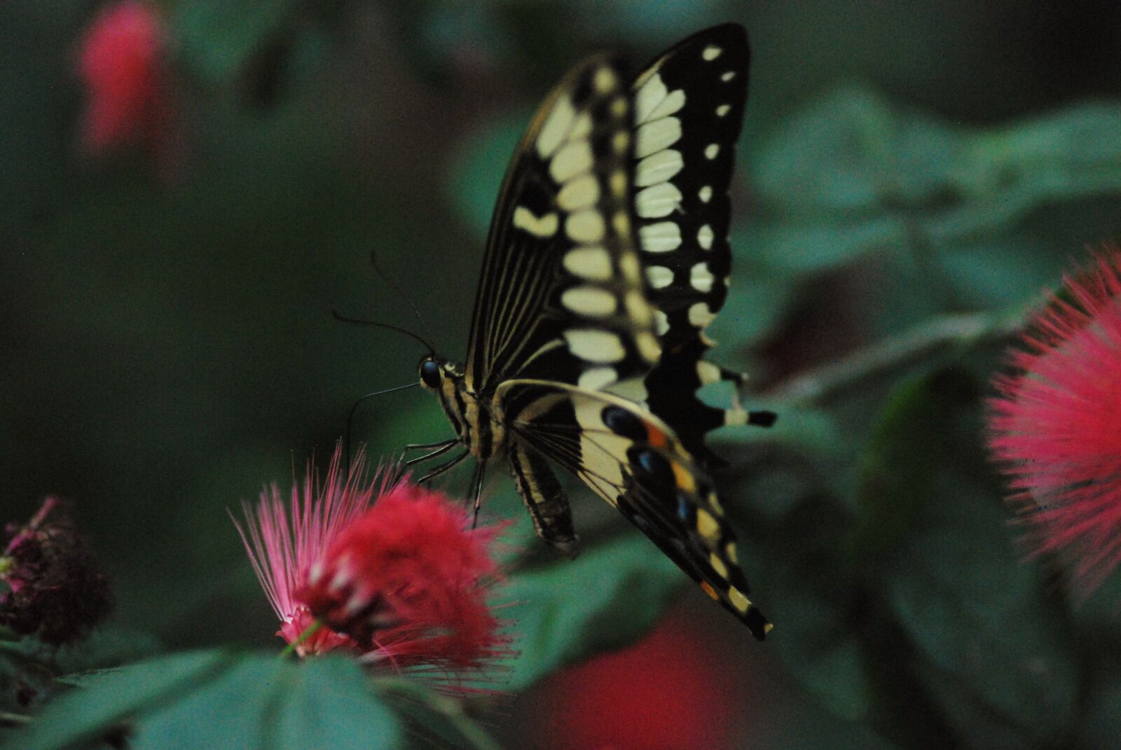 Nikon D80 sample photo. Butterfly, feeding, yummy photography