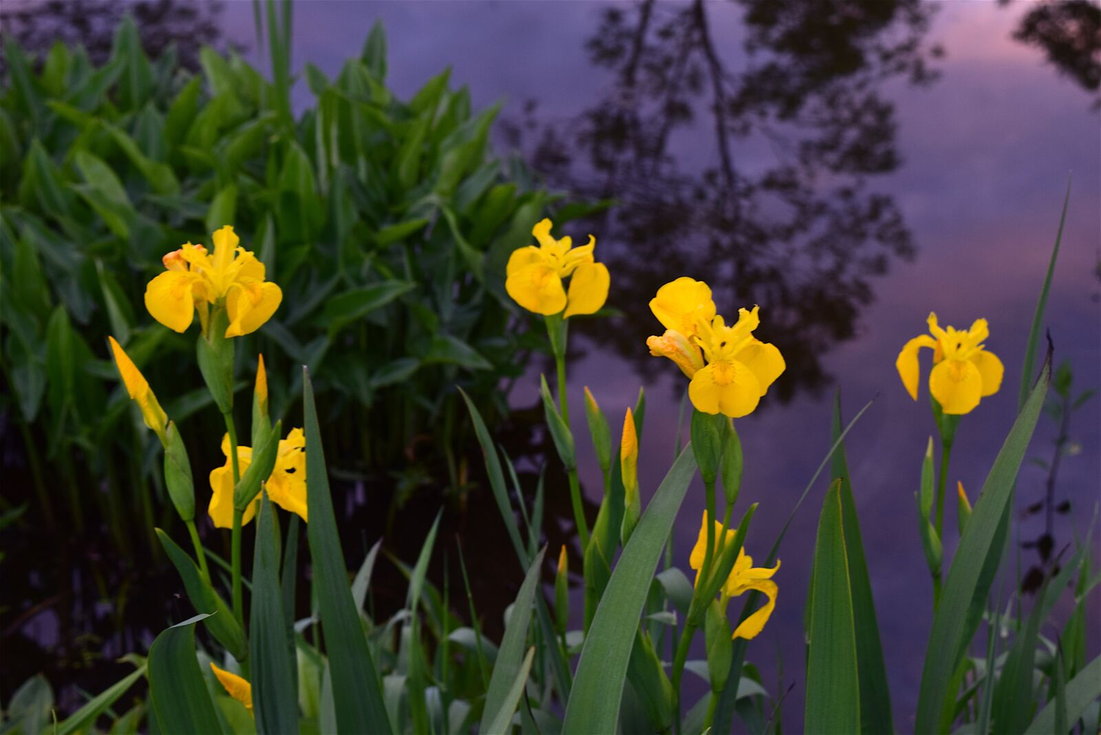 Nikon D3300 sample photo. Yellow irises, flowers, spring photography