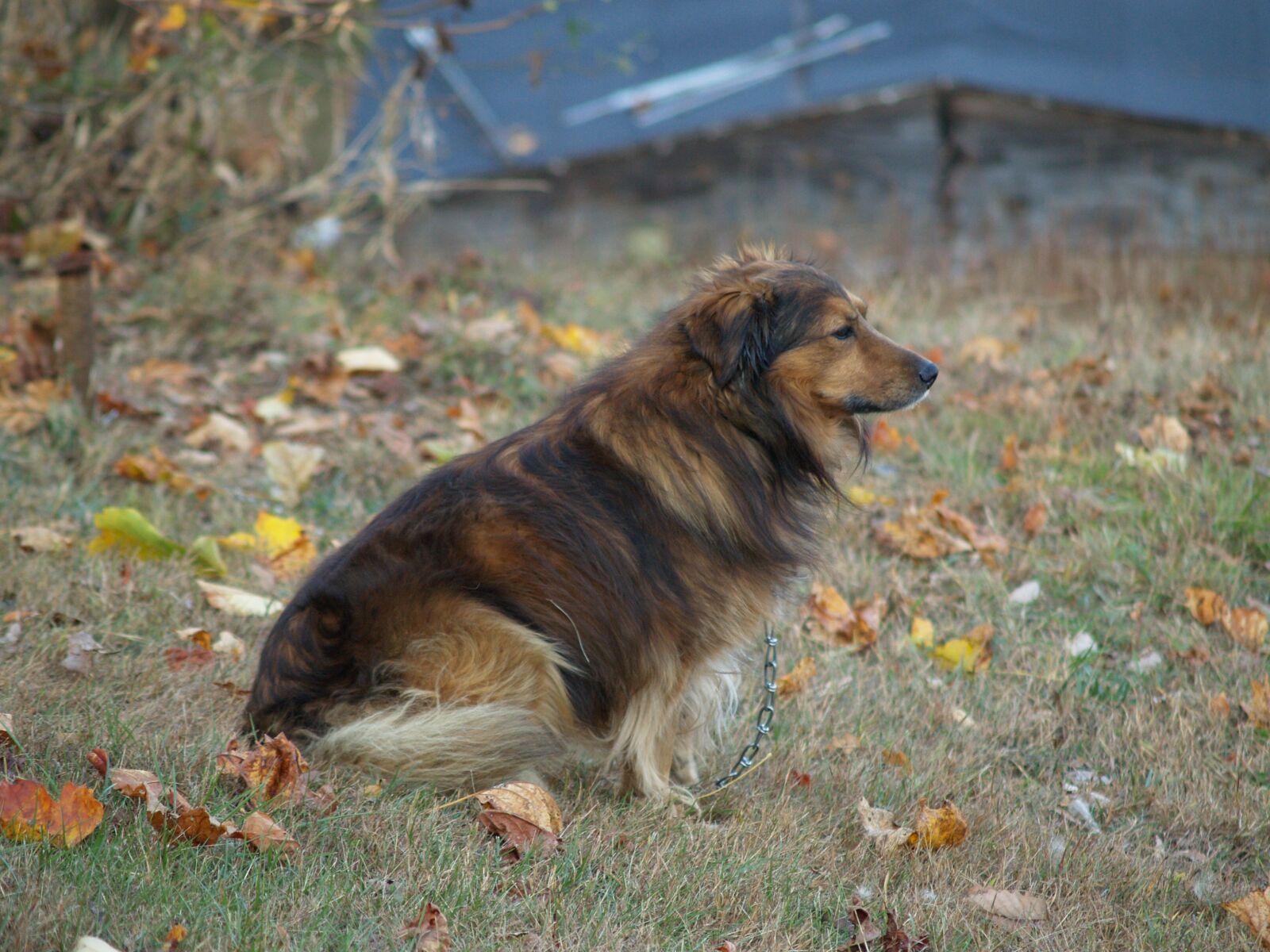 Olympus E-500 (EVOLT E-500) sample photo. Dog, collie, brown photography