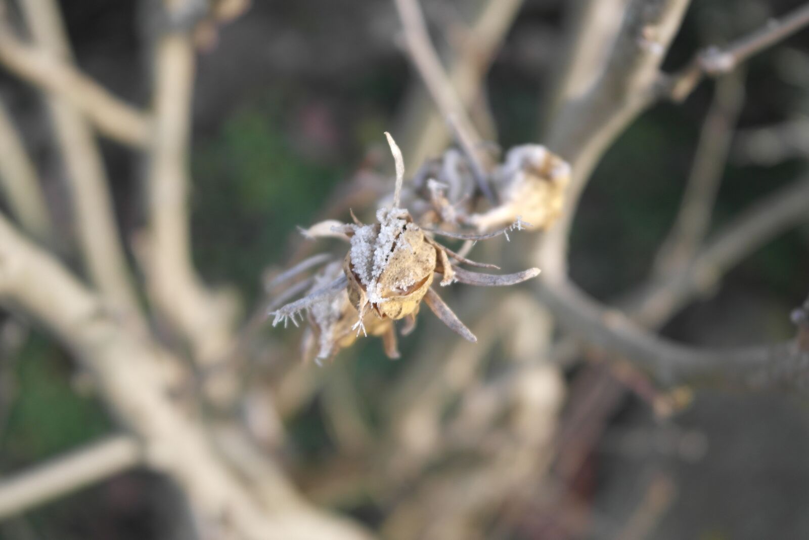 Samsung NX1000 sample photo. Detail, flower, winter photography