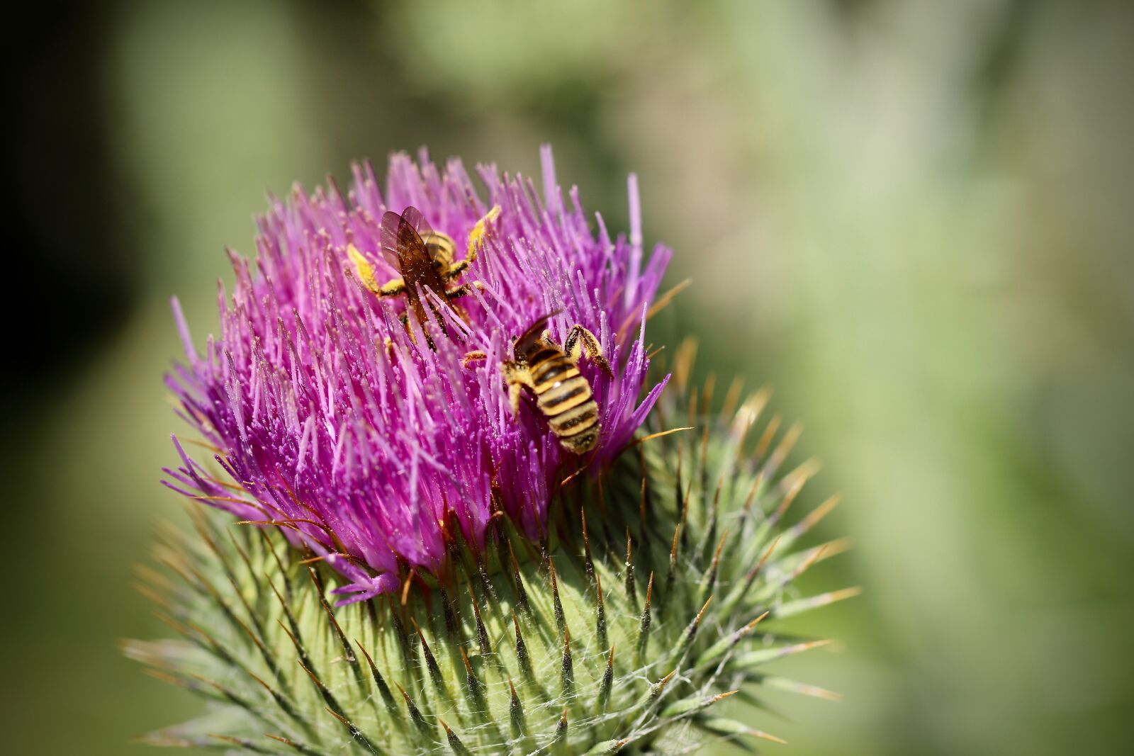 Canon EOS 800D (EOS Rebel T7i / EOS Kiss X9i) sample photo. Thistle, blossom, bloom photography