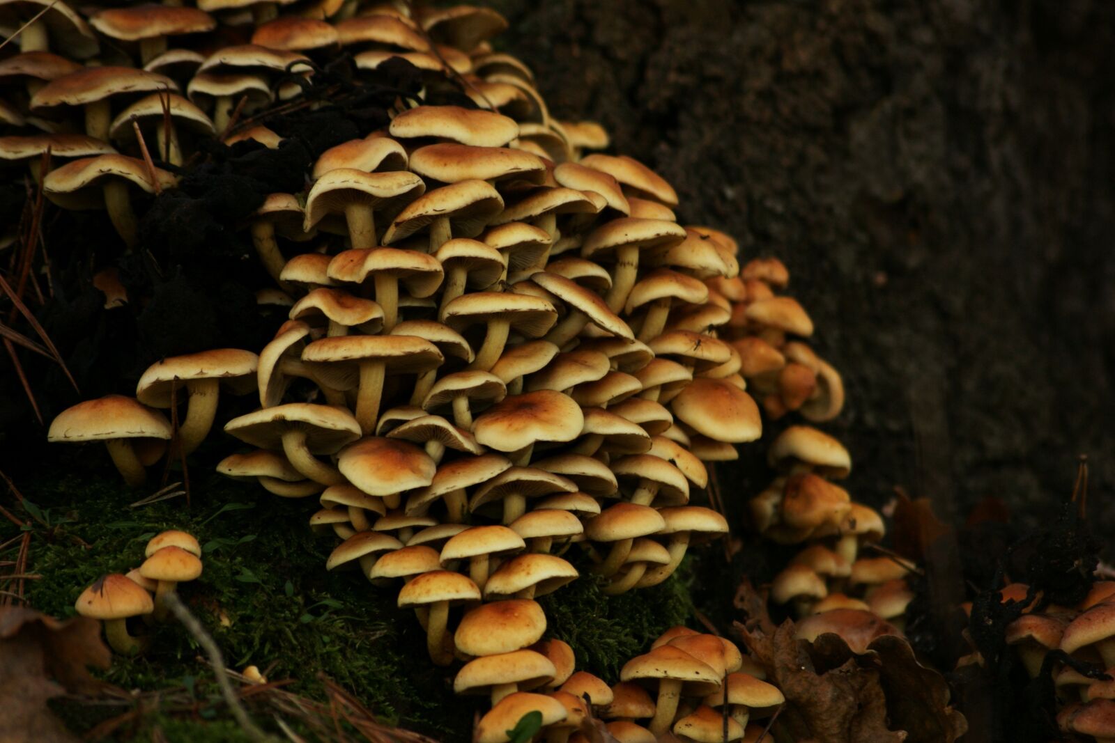Sony Alpha DSLR-A390 sample photo. Mushrooms, fungus, mushroom photography