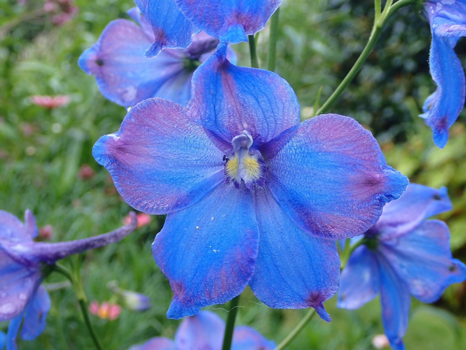 Olympus TG-3 sample photo. Flower, blue, nature photography
