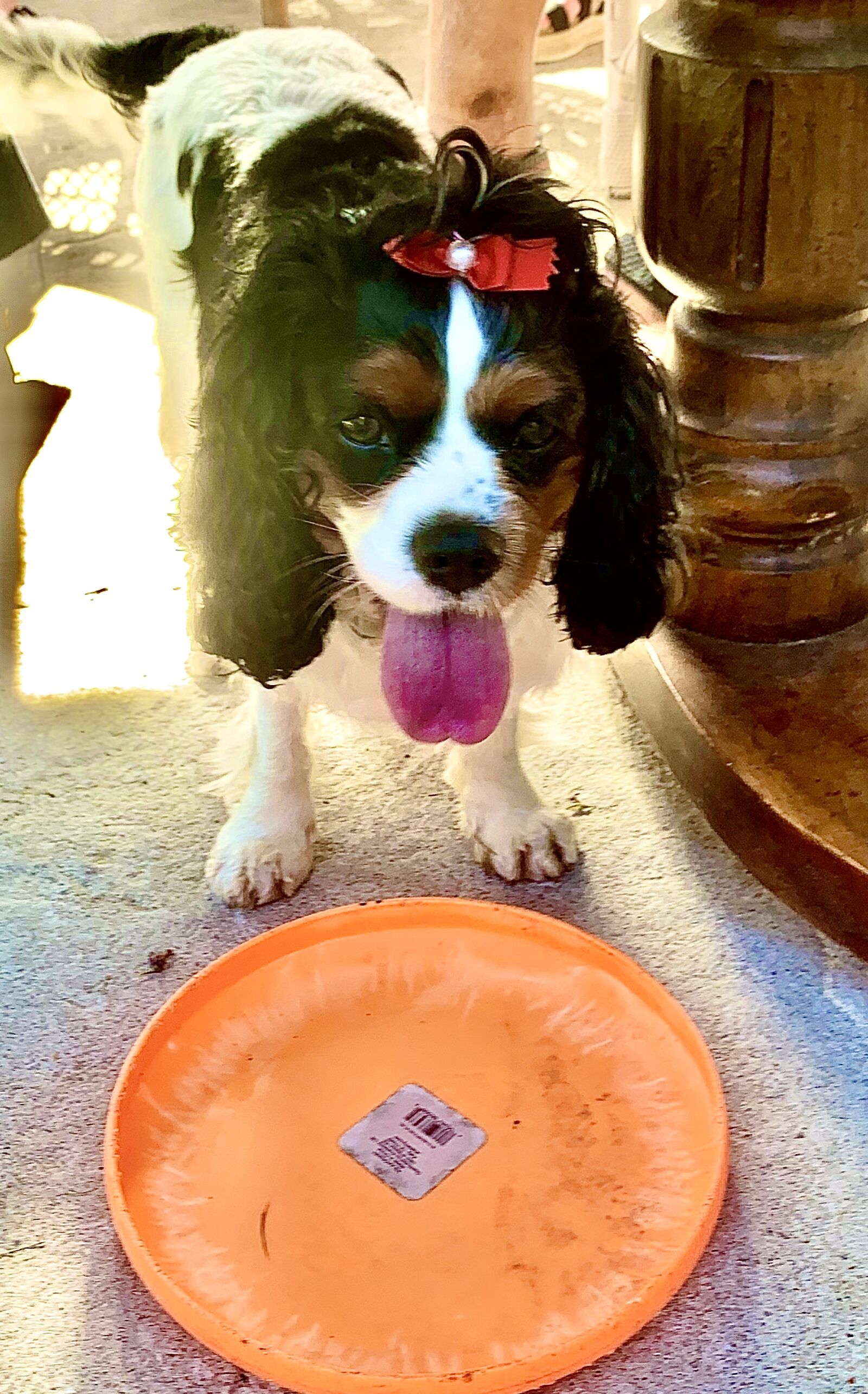 Apple iPhone XS sample photo. Dog, frisbee, anyone photography