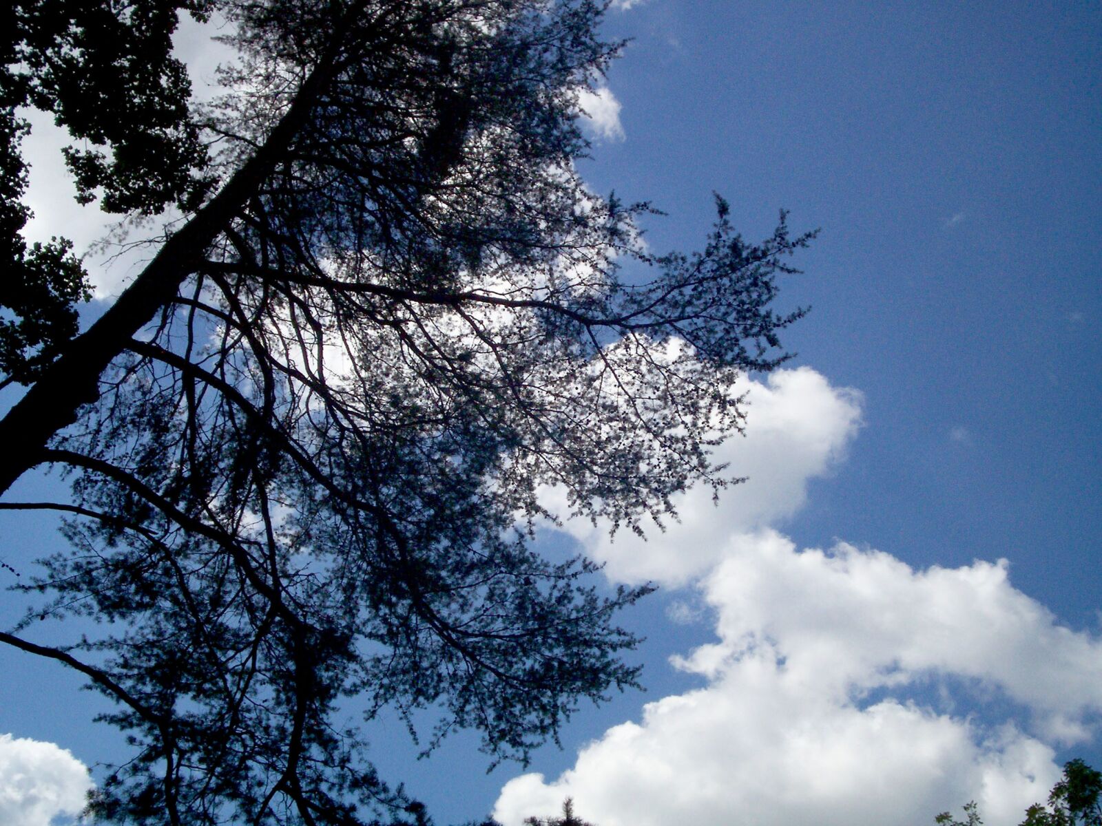 Kodak C310 DIGITAL CAMERA sample photo. Tree, cloud, scenic photography