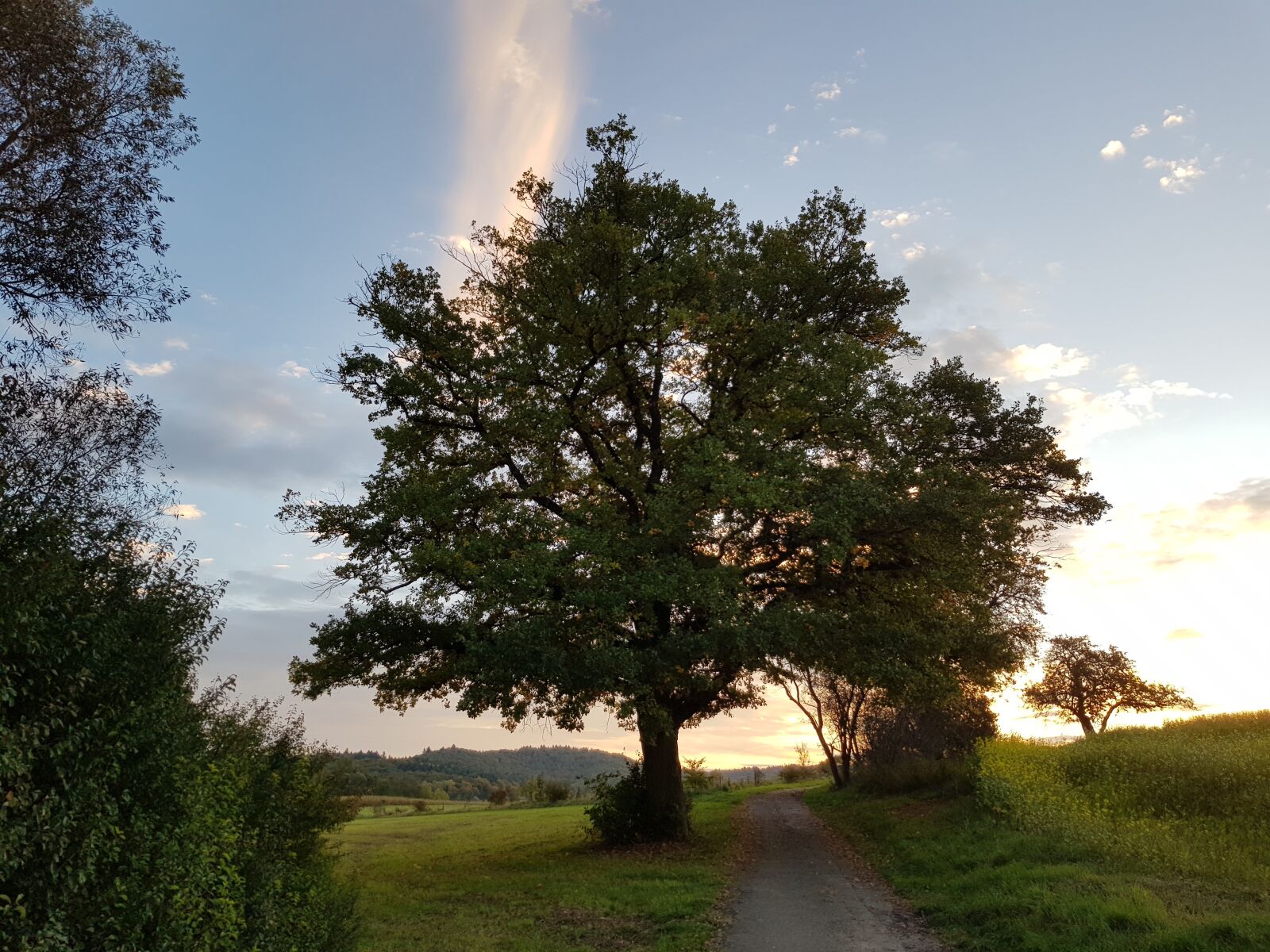 Samsung Galaxy S8 sample photo. Tree, morgenstimmung, autumn photography