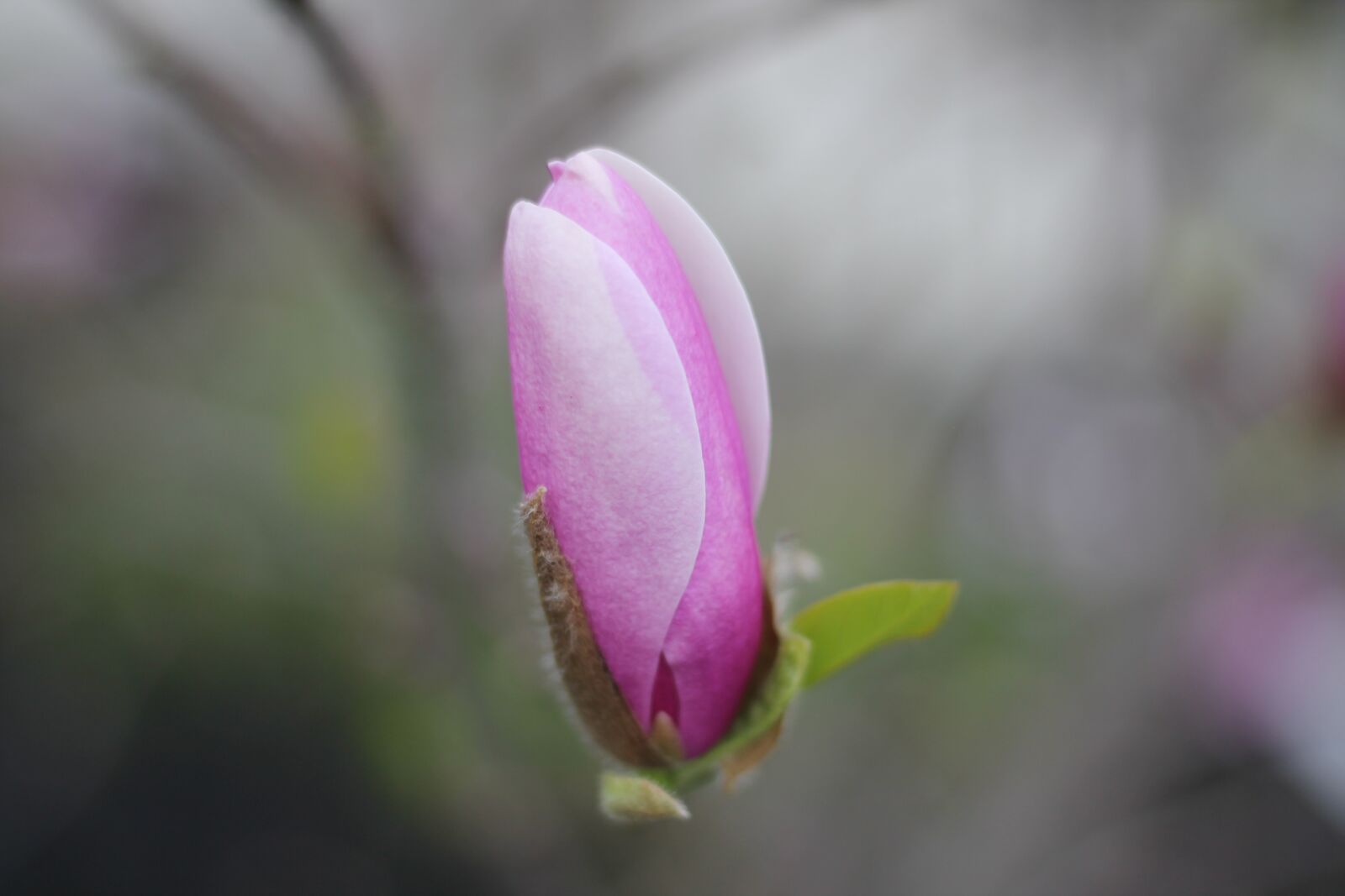 Canon EOS 1100D (EOS Rebel T3 / EOS Kiss X50) sample photo. Flower, nature, pink photography