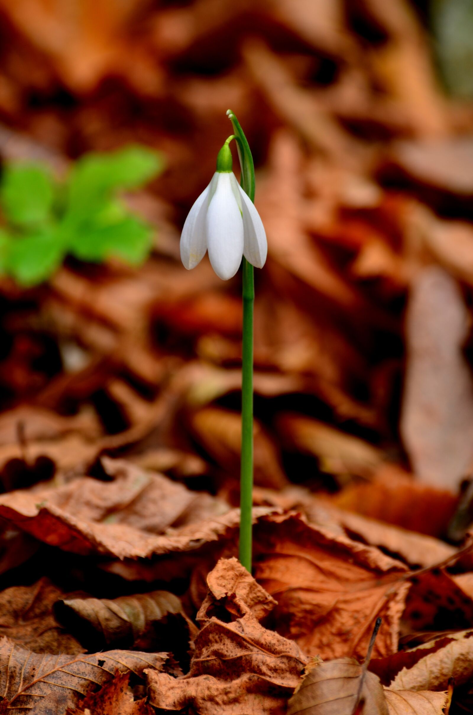 Nikon D5100 sample photo. Nature, flower, thrace photography