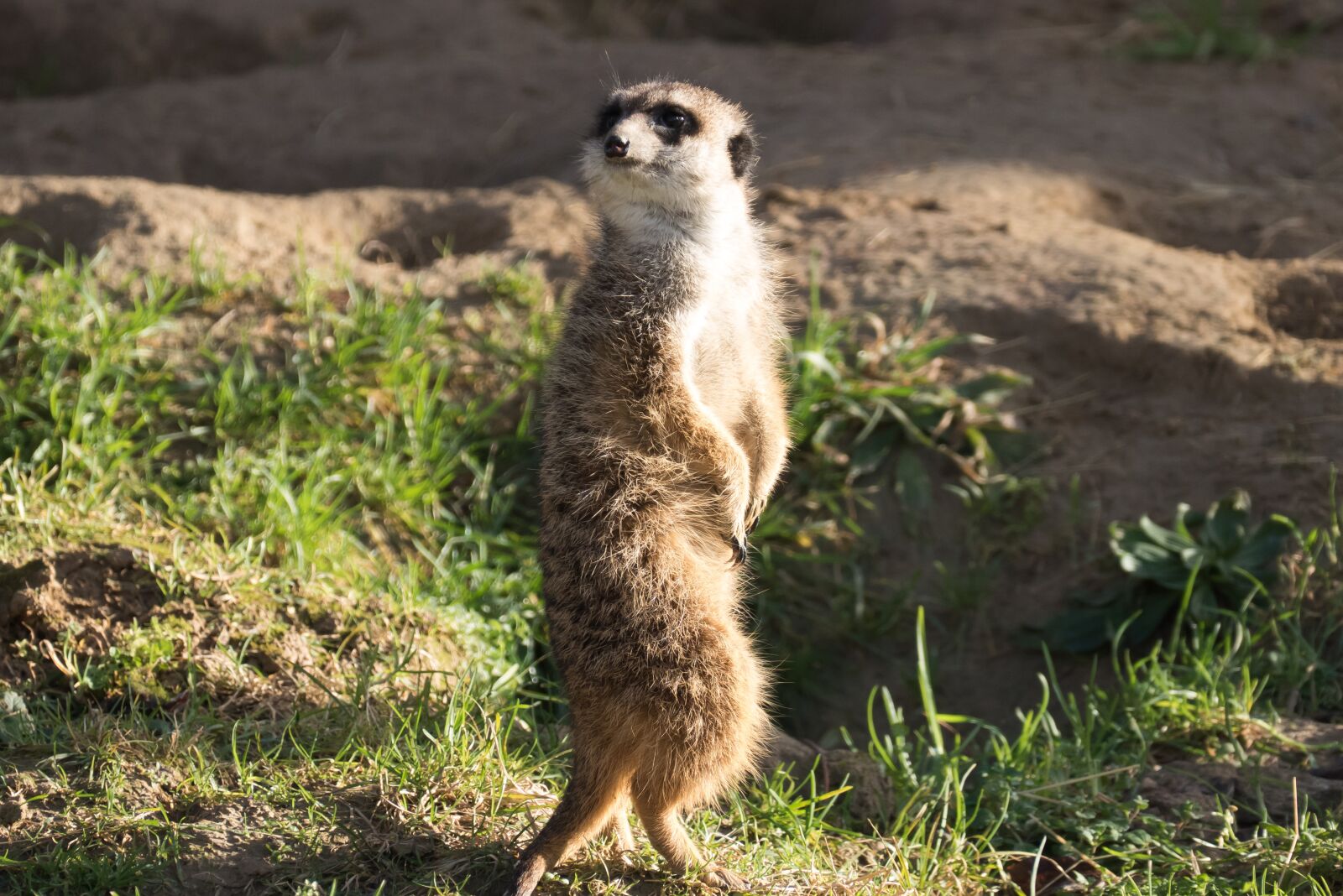 Panasonic Lumix DMC-FZ1000 sample photo. Meerkat, zoo, nature photography