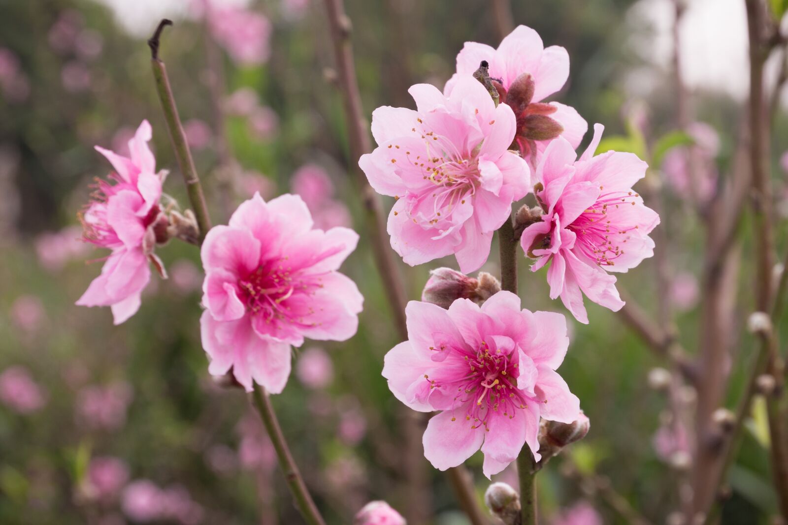Nikon D7100 sample photo. Peach, peach flower, flower photography