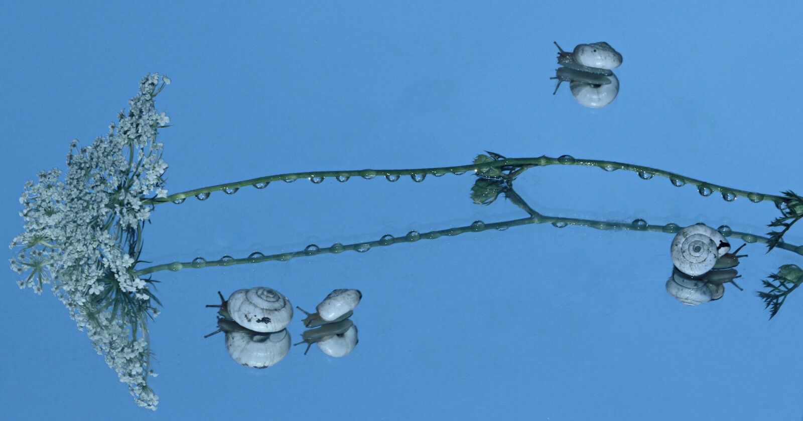 Canon EOS 700D (EOS Rebel T5i / EOS Kiss X7i) + Canon EF 85mm F1.8 USM sample photo. Snails, shell, reflection photography