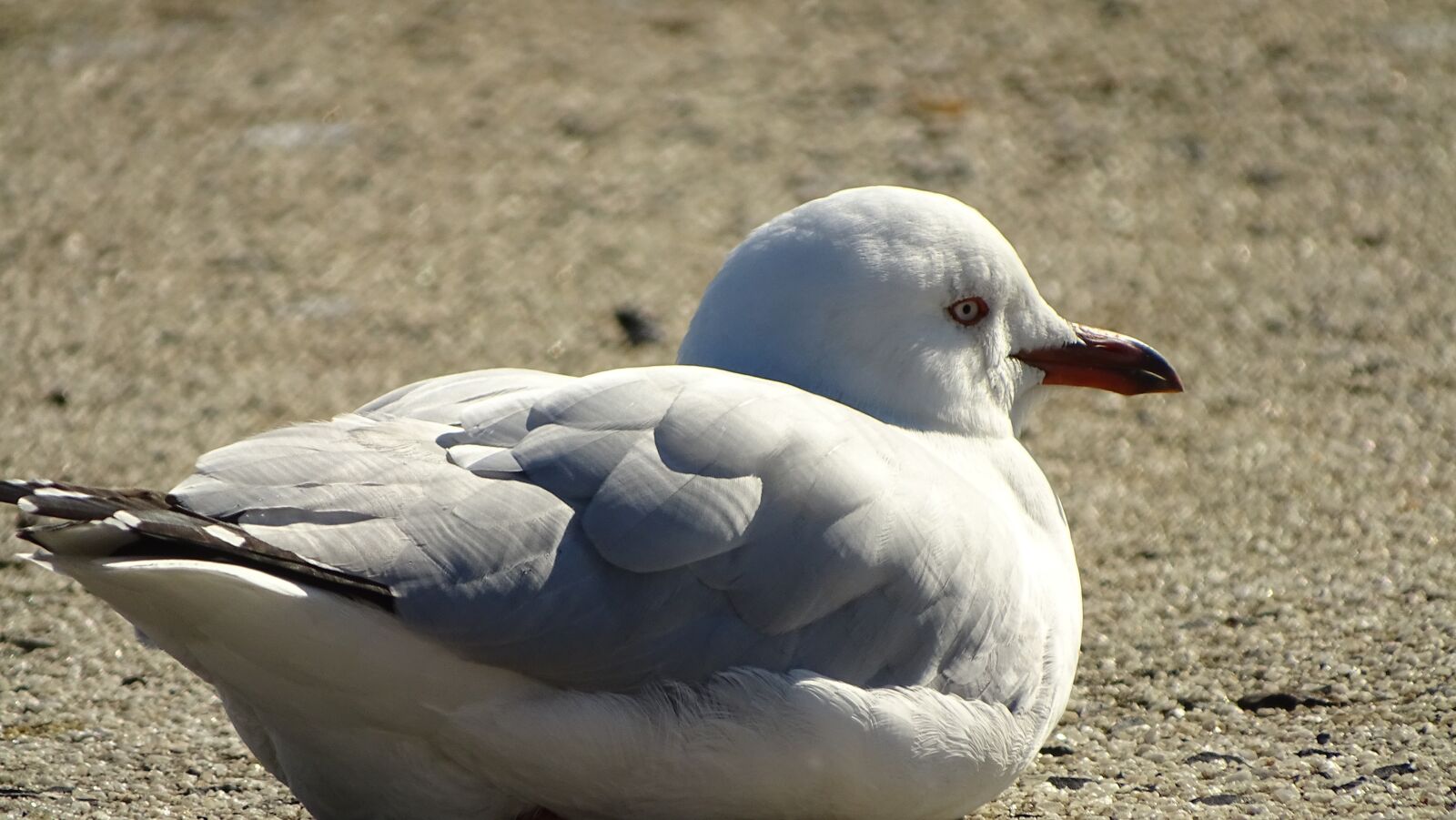 Sony Cyber-shot DSC-HX400V sample photo. Seagull, beak, feathers photography