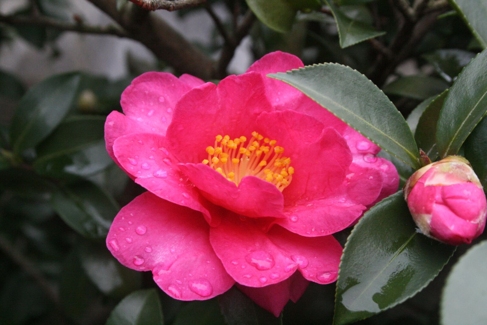 Canon EOS 400D (EOS Digital Rebel XTi / EOS Kiss Digital X) sample photo. Camellia, flowers, winter photography