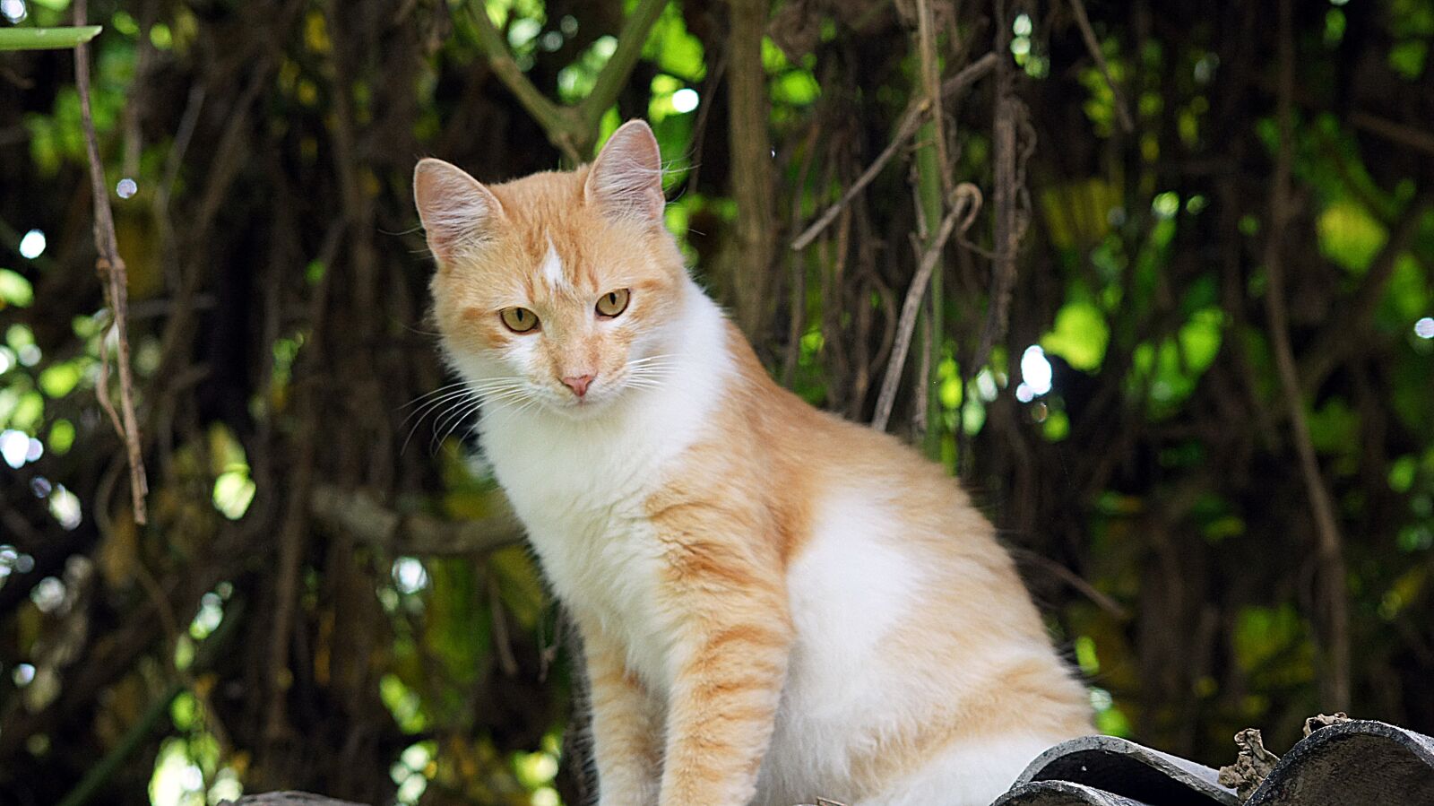 Sony SLT-A55 (SLT-A55V) sample photo. Cat, yellow cat, animals photography